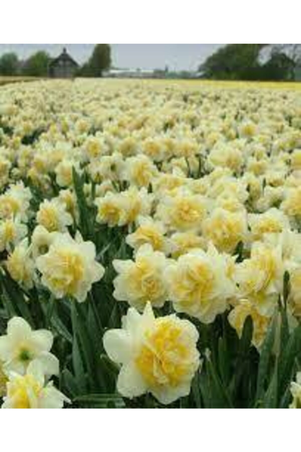 Alanyatropikal Mis Kokulu Karaburun Nergiz (Nergis) Soğanı 10 Adet