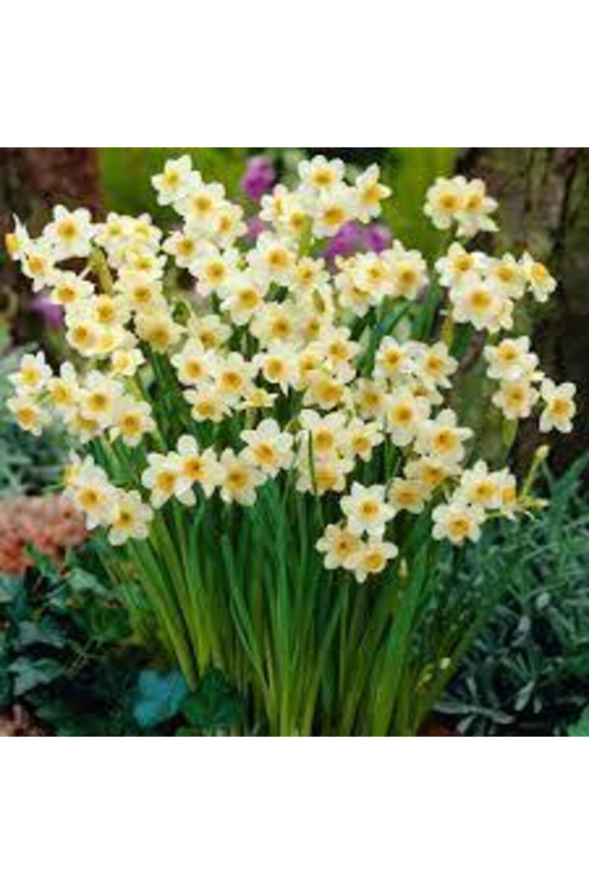 Alanyatropikal Mis Kokulu Karaburun Nergiz (Nergis) Soğanı 10 Adet