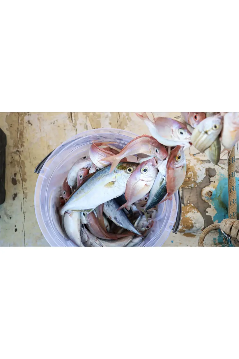 Misina İpi 300 Metre