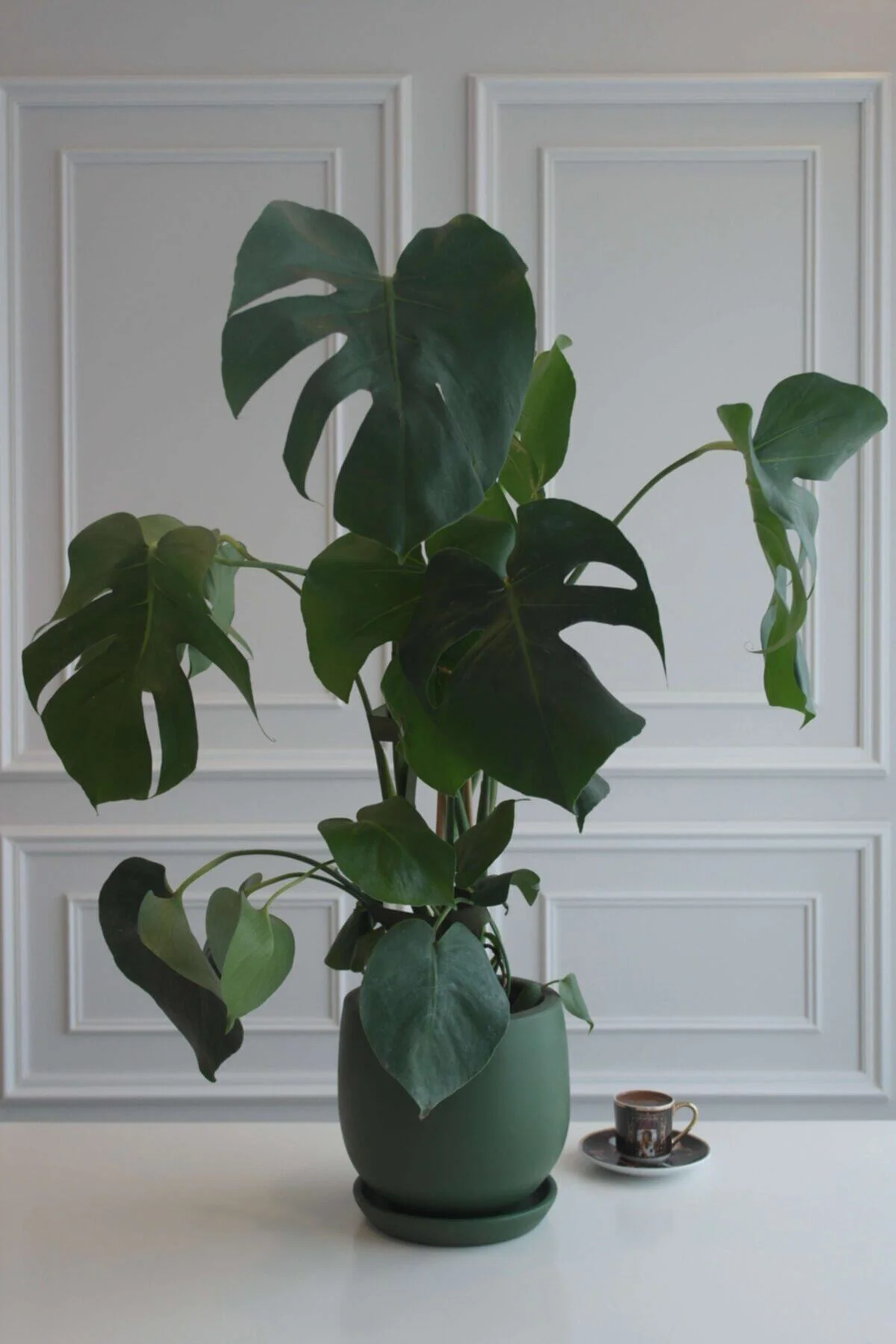 Monstera Büyük Boy Deve Tabanı Terracotta Saksılı