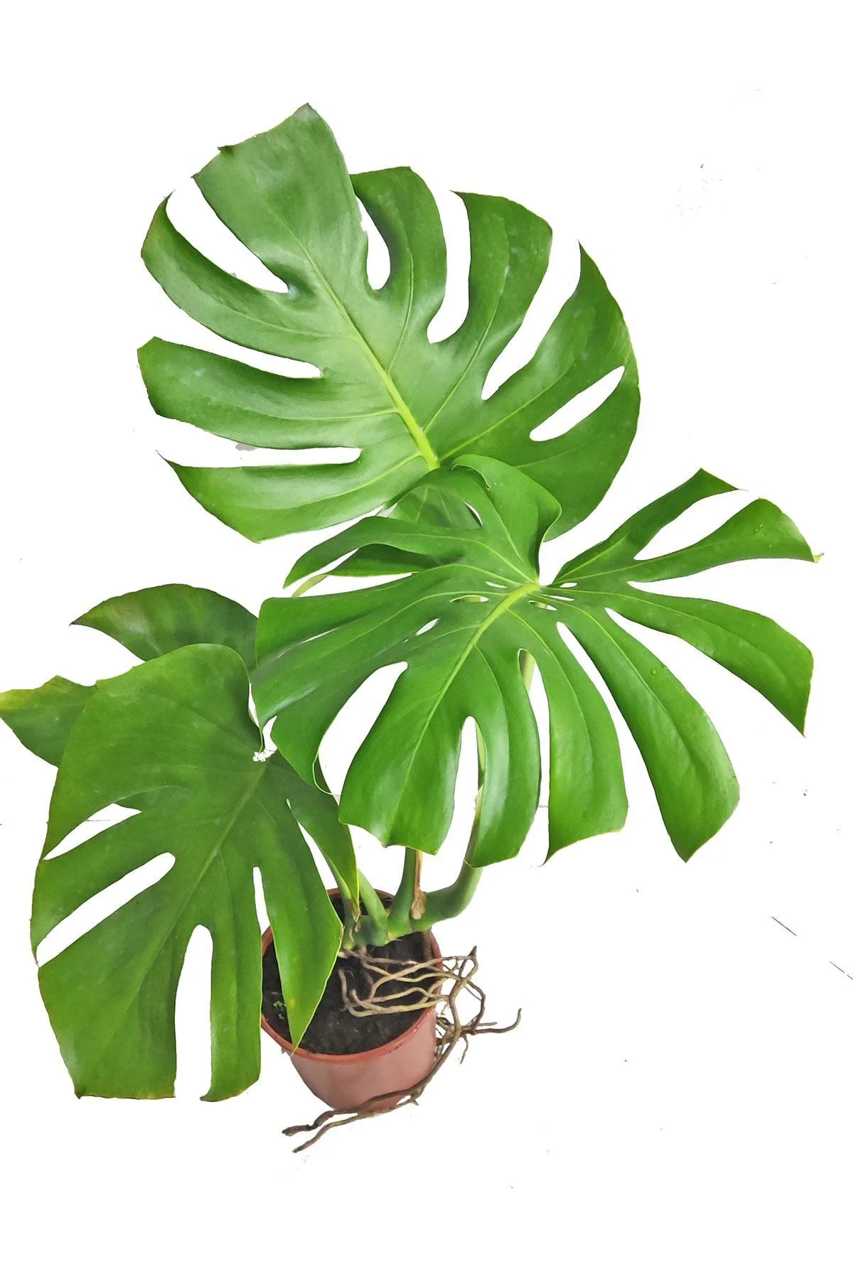 Monstera Deve Tabanı 80 - 90 Cm Büyük Delikli Yapraklı Ve Mor Hoy