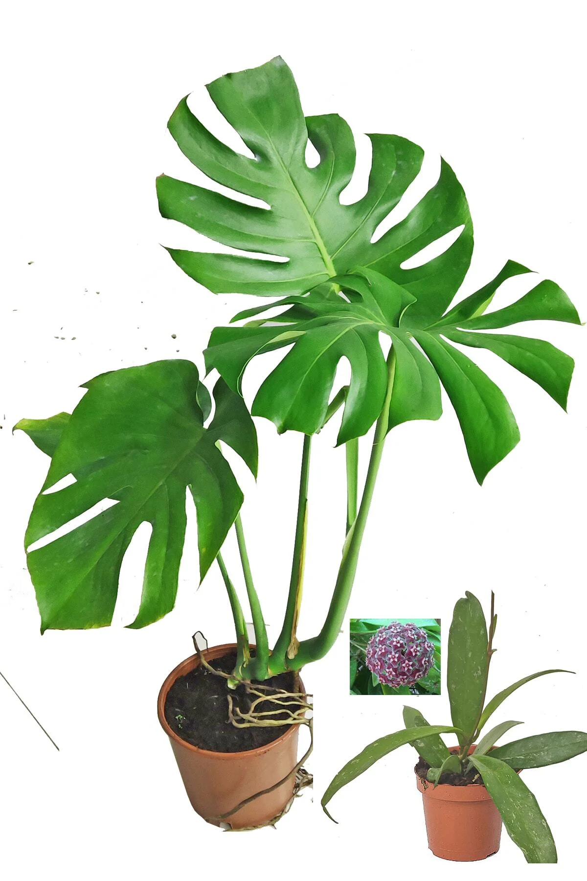 Monstera Deve Tabanı 80 - 90 Cm Büyük Delikli Yapraklı Ve Mor Hoy