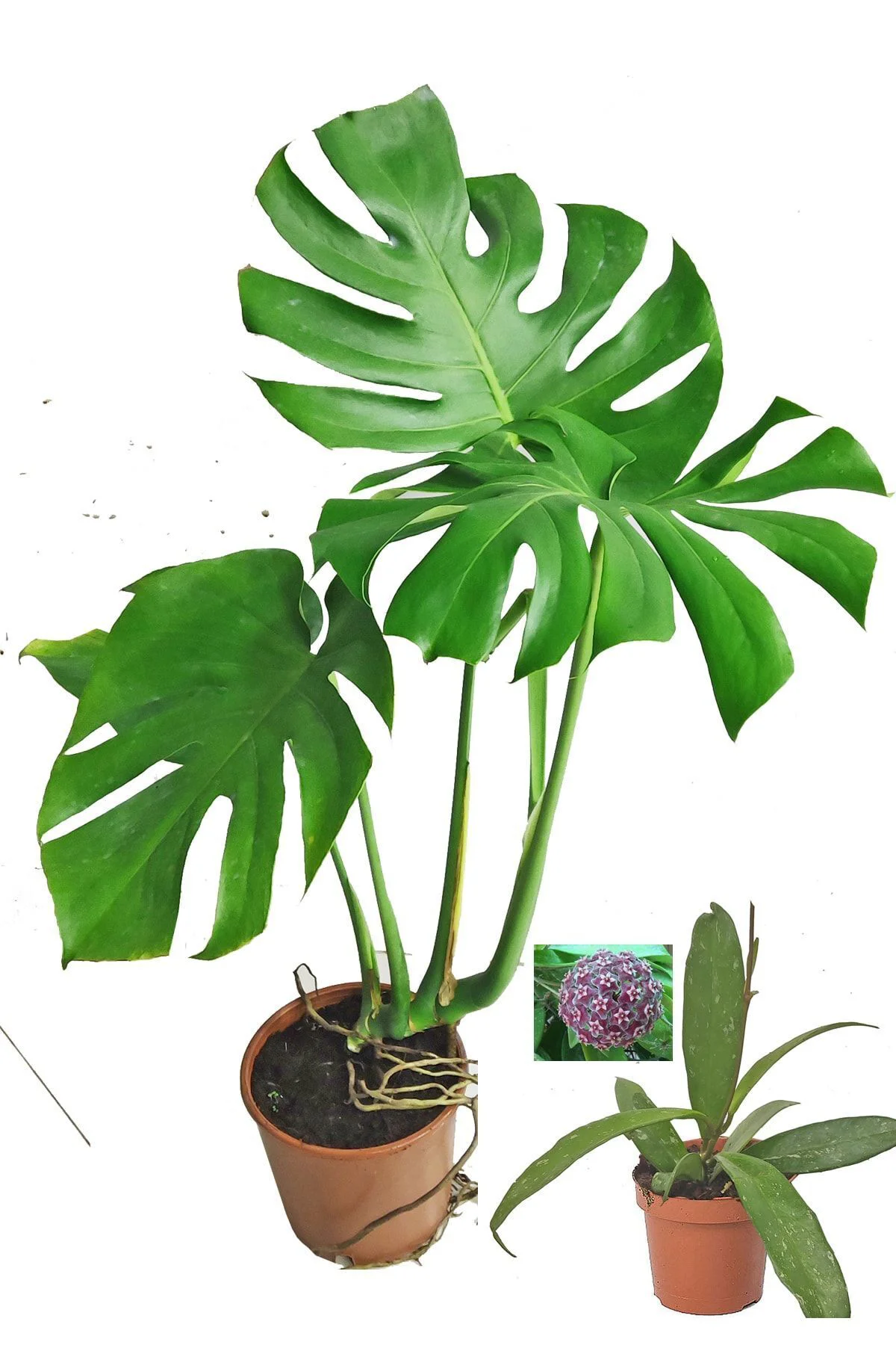 Monstera Deve Tabanı 80 - 90 Cm Büyük Delikli Yapraklı Ve Mor Hoy