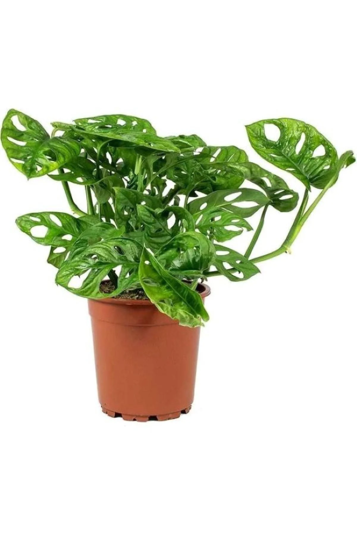 Monstera Monkey Mask