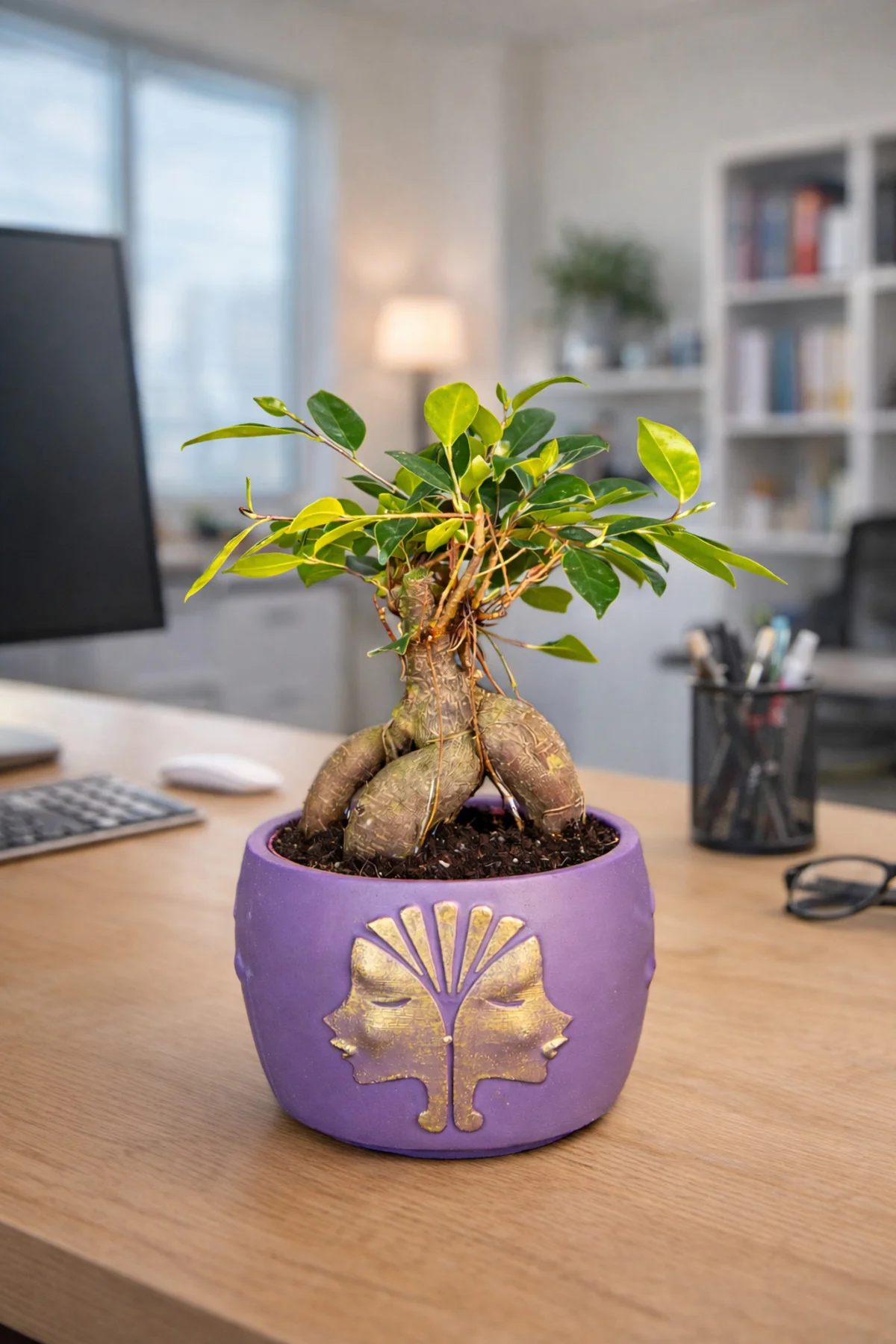 Mor Dekoratif Saksıda Ficus Ginseng Bonsai – Mini Masaüstü Ofis v