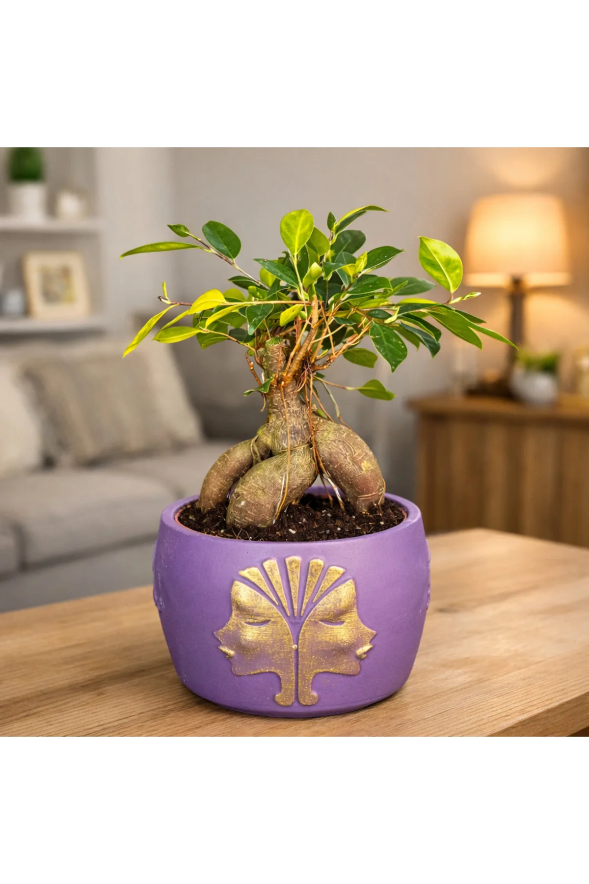 Mor Dekoratif Saksıda Ficus Ginseng Bonsai – Mini Masaüstü Ofis v