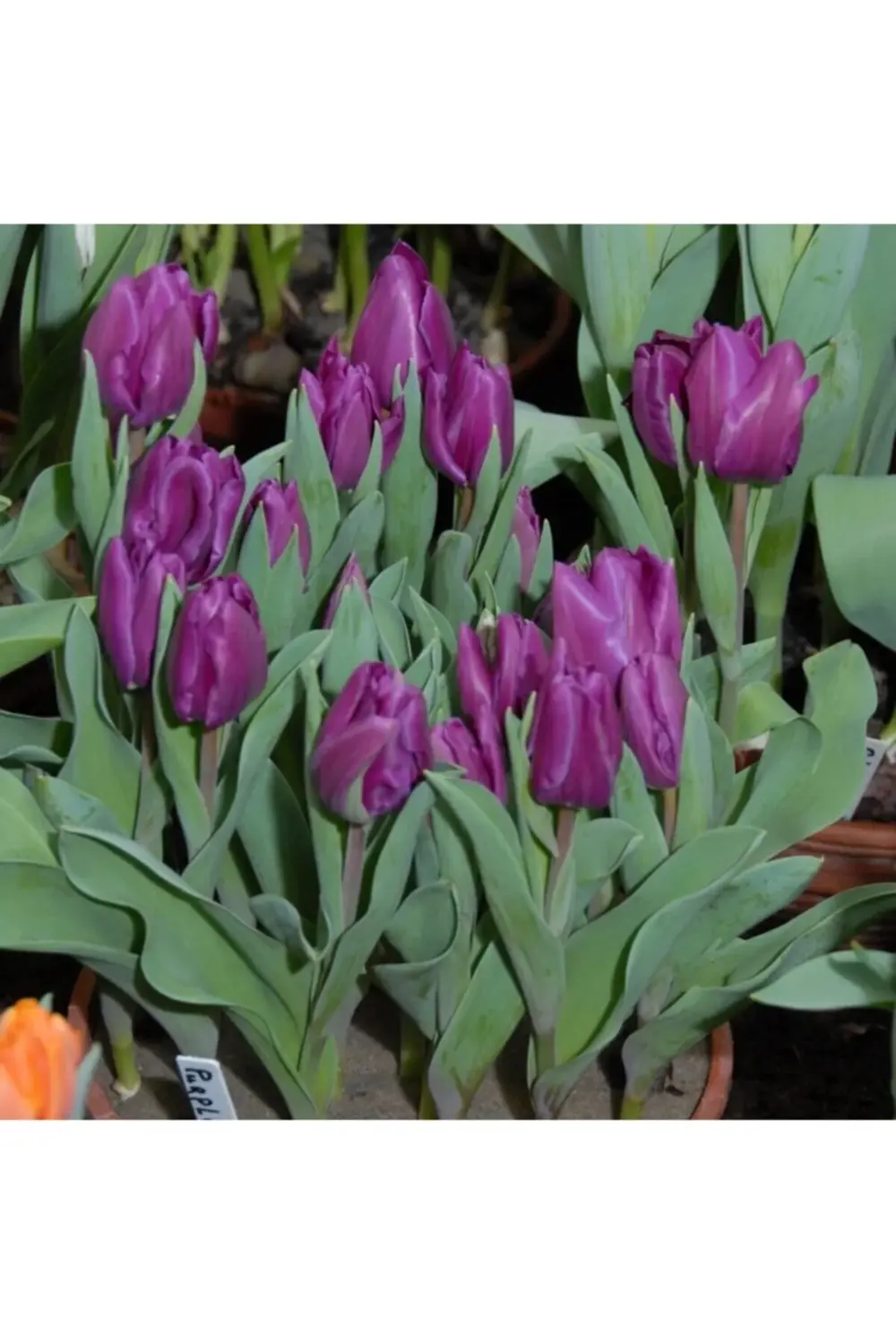 Mor Lale Soğanı 5 Adet