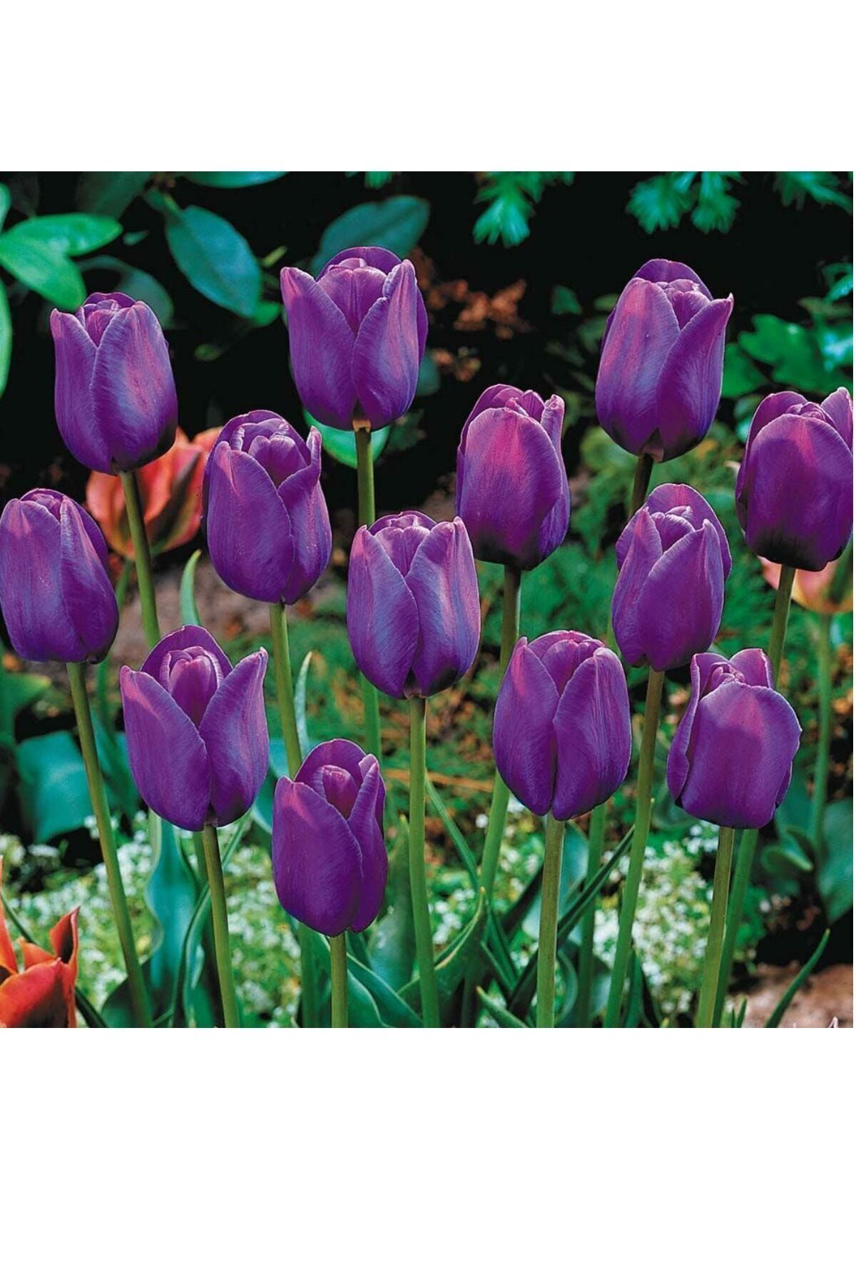 Vipfoni Mor Lale Soğanı 5 Adet