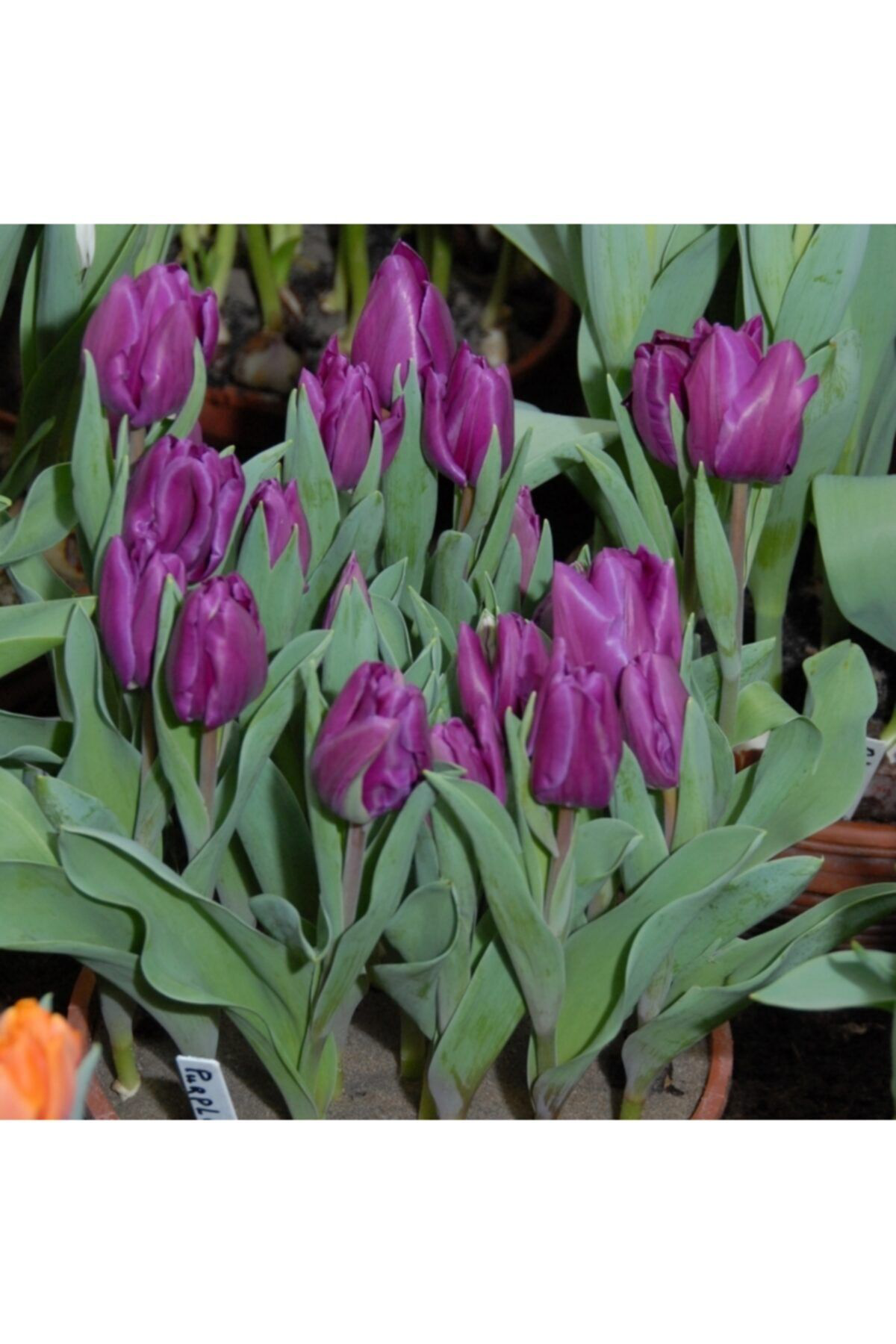 Vipfoni Mor Lale Soğanı 5 Adet