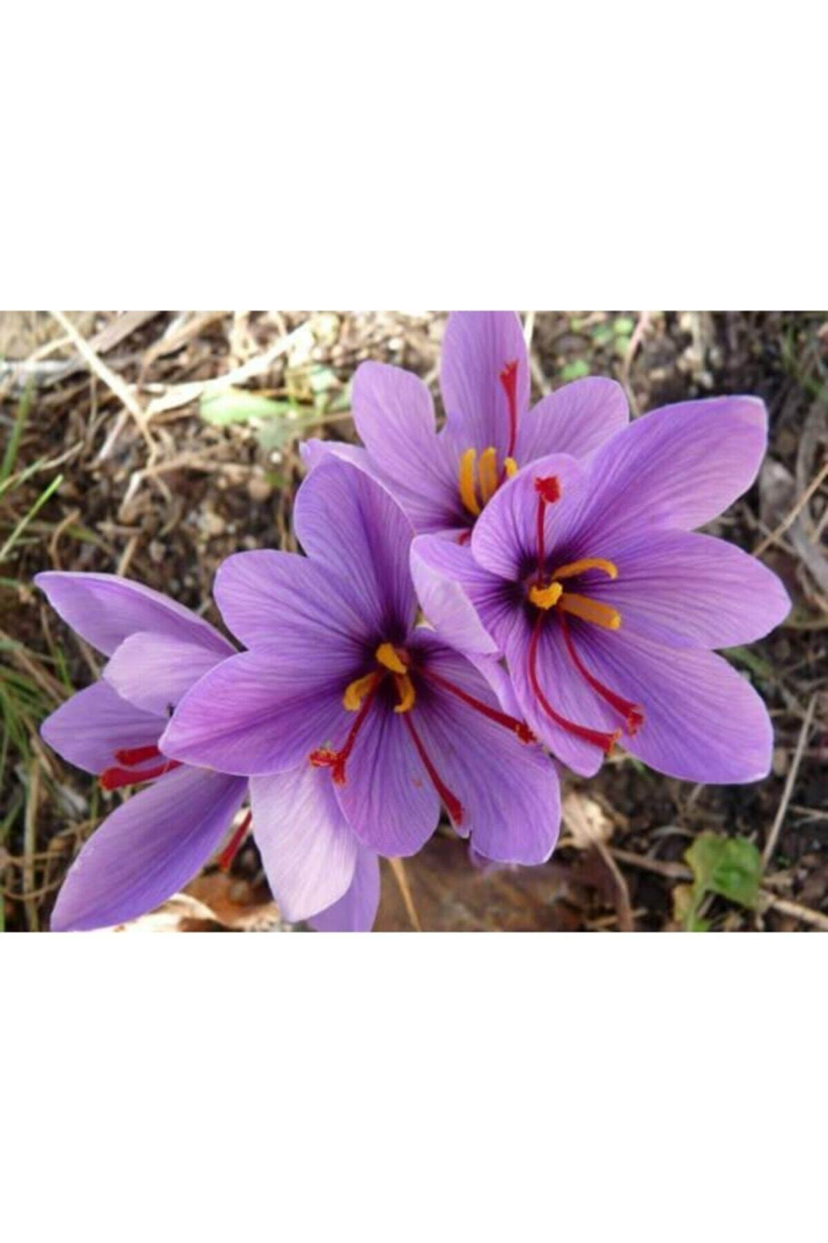 Mor Safran Çiçegi Soganı 5 Adet