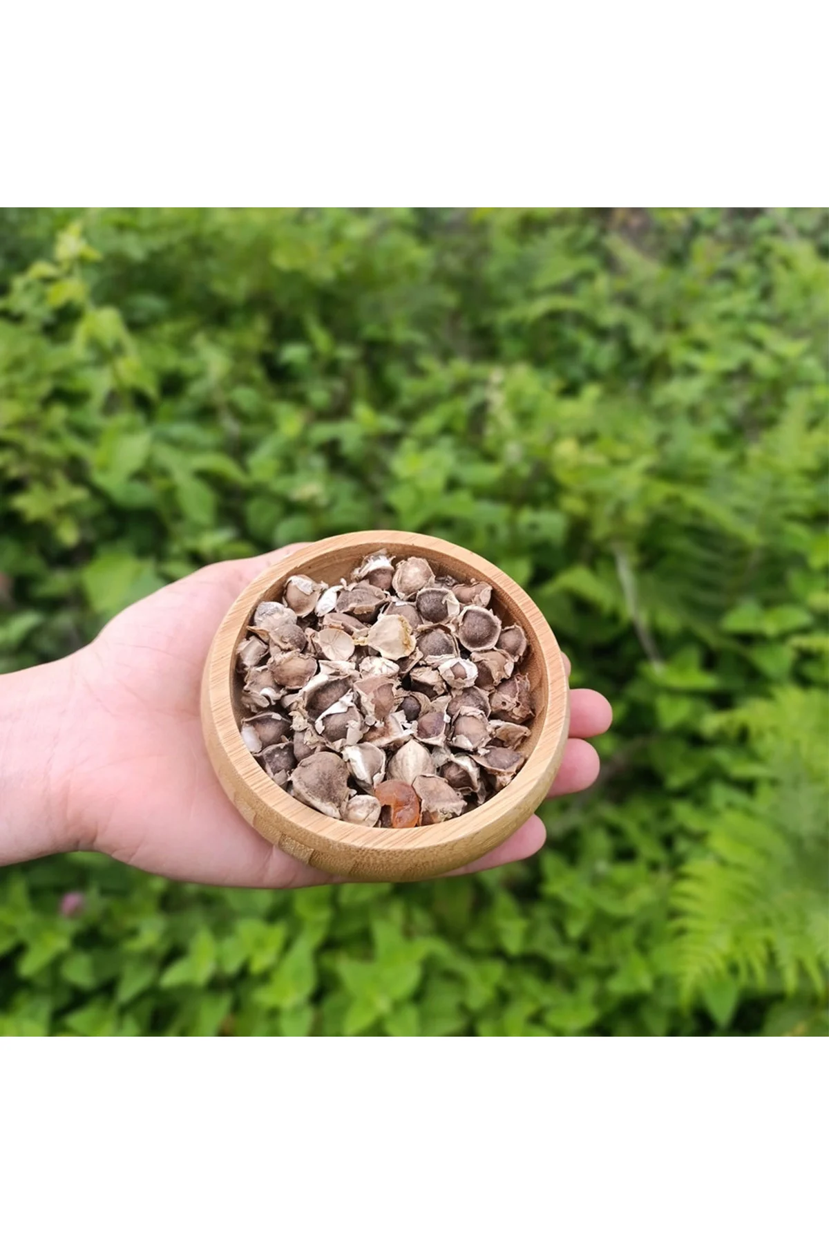 Moringa Tohumu (50g) Moringa Tohumu (50g)