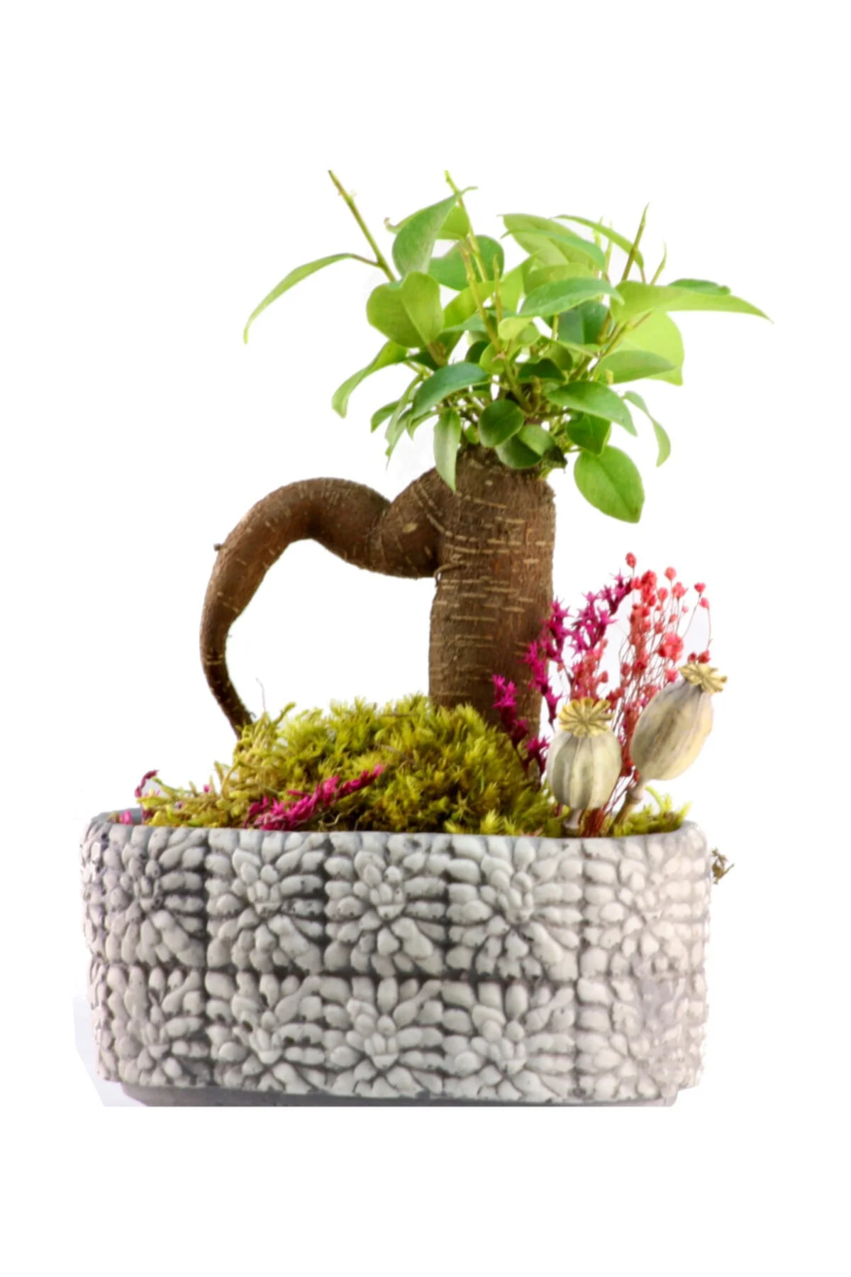 Mozaik Mini Ficus Bonsai