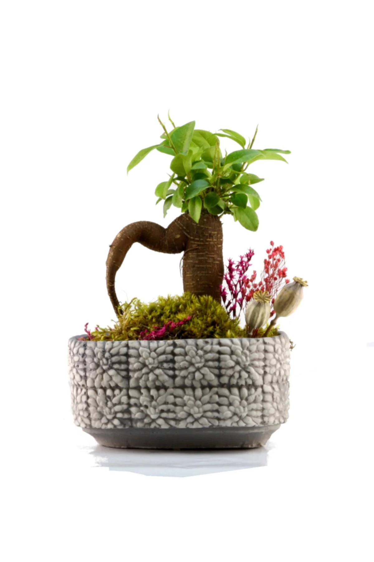 Mozaik Mini Ficus Bonsai