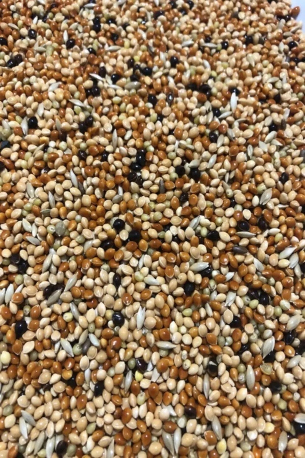 Muhabbet Kuşu Yemi Karışık Vitaminli 5 KG - Meyvesiz Yeni Mahsül Muhabbet Kuşu Yemi Karışık Vitaminli 5 KG - Meyvesiz Yeni Mahsül