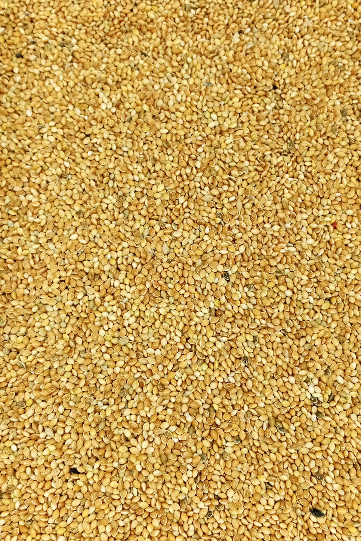 Just Cheap Store Muhabbet Ve Tüm Egzotik Kuşlar İçin Doğal Taze Tane Sarı Darı - 1