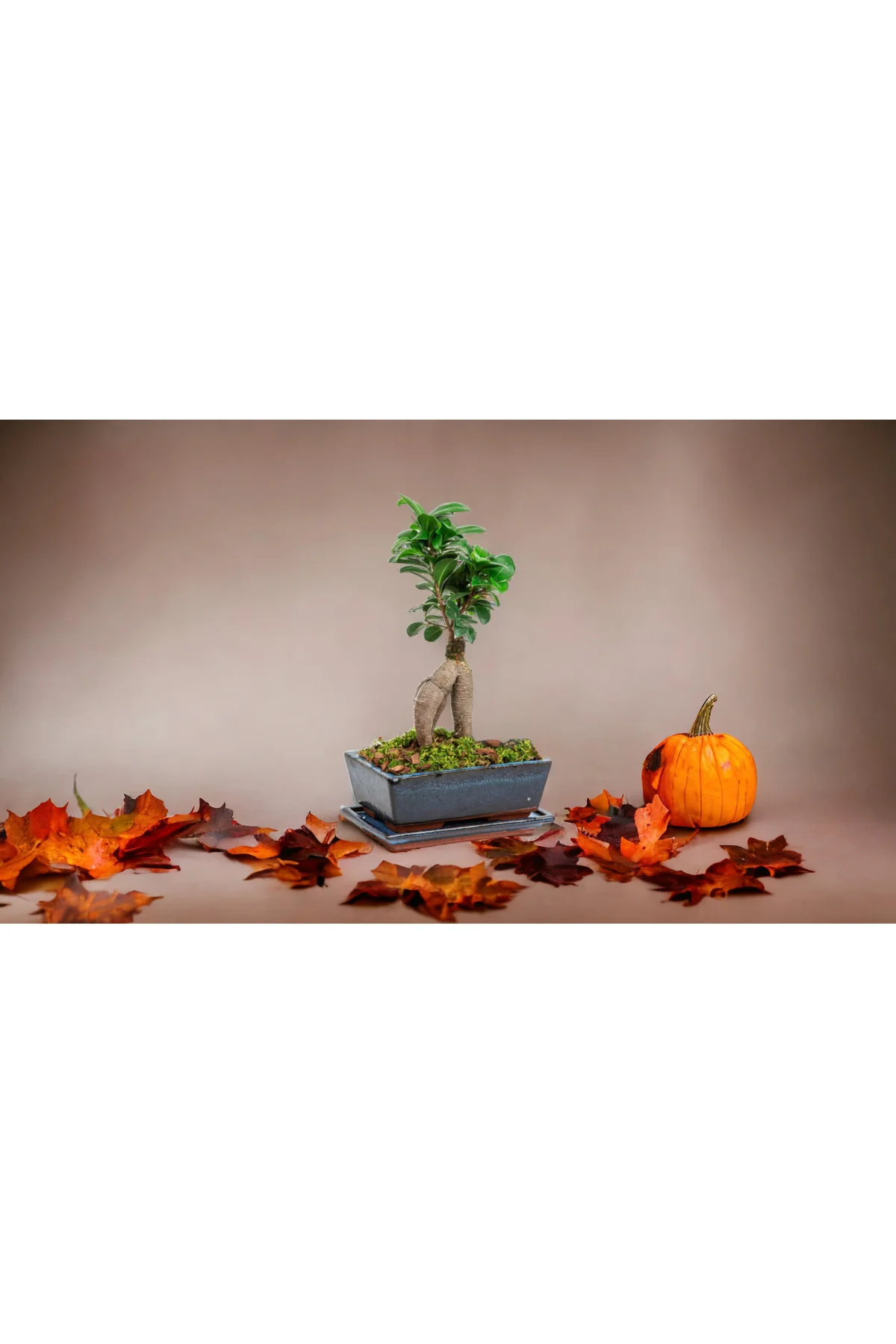 Muhteşem doğum günü hediyesi Bonsai Muhteşem doğum günü hediyesi Bonsai - Görsel 4