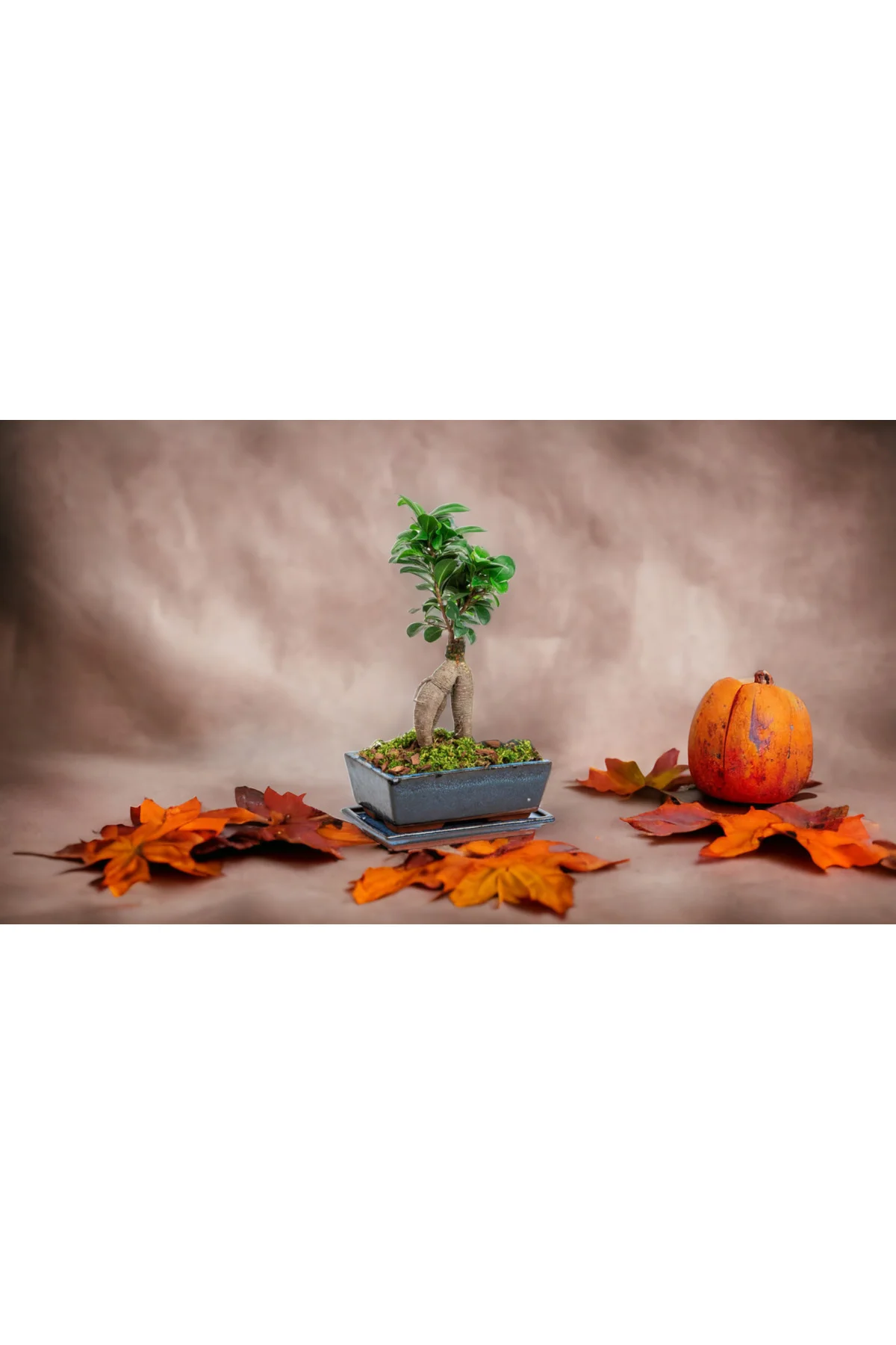 Muhteşem doğum günü hediyesi Bonsai Muhteşem doğum günü hediyesi Bonsai - Görsel 3