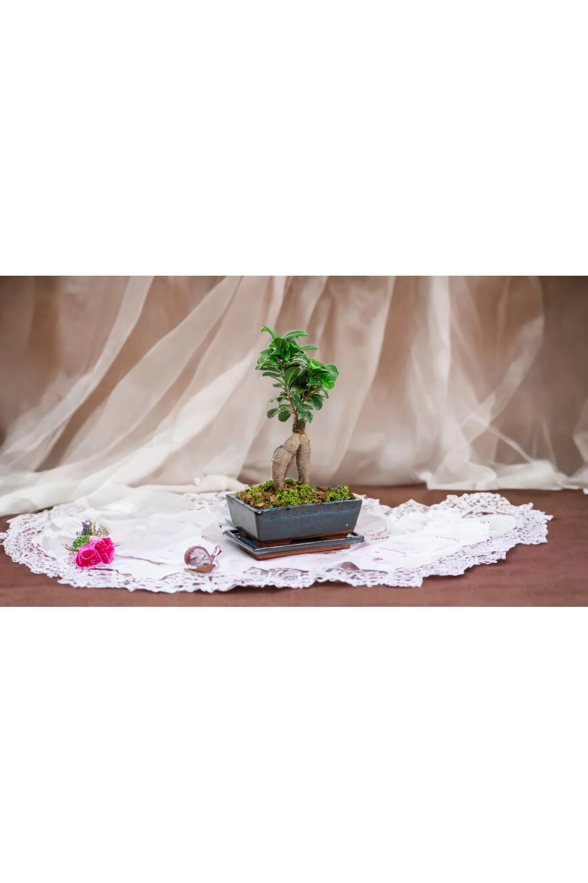 Muhteşem doğum günü hediyesi Bonsai Muhteşem doğum günü hediyesi Bonsai