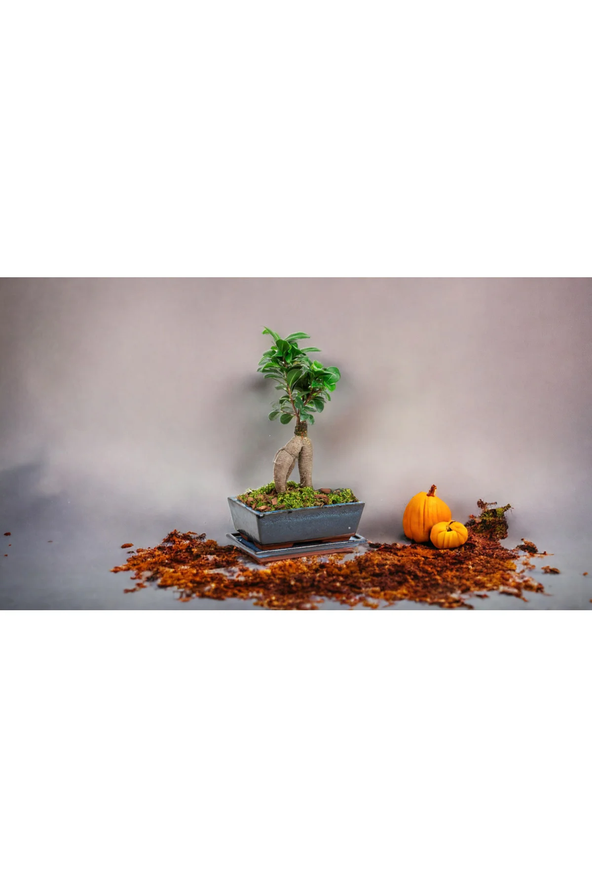 Muhteşem doğum günü hediyesi Bonsai Muhteşem doğum günü hediyesi Bonsai - Görsel 2