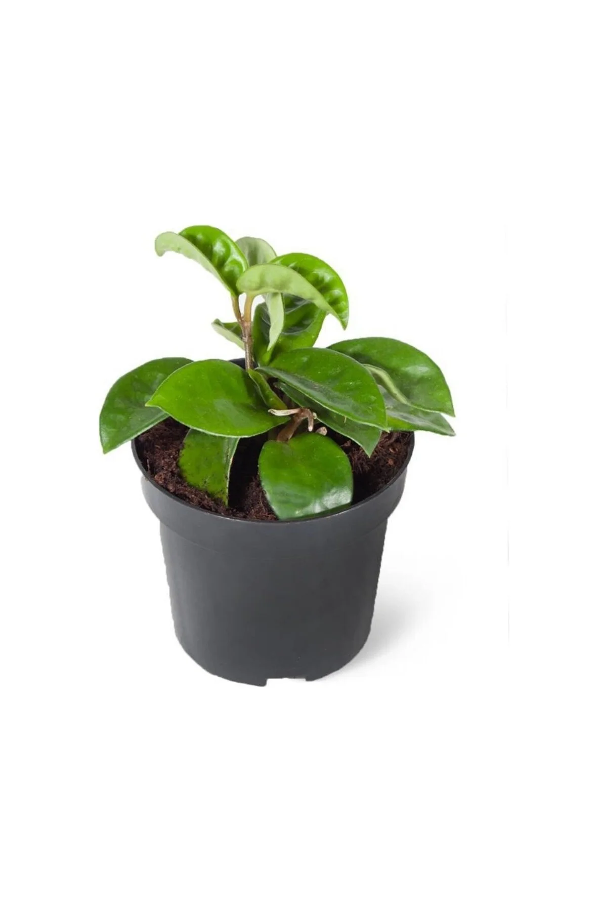 Mum Çiçeği Fidanı 10-20 cm Mum Çiçeği Fidanı 10-20 cm