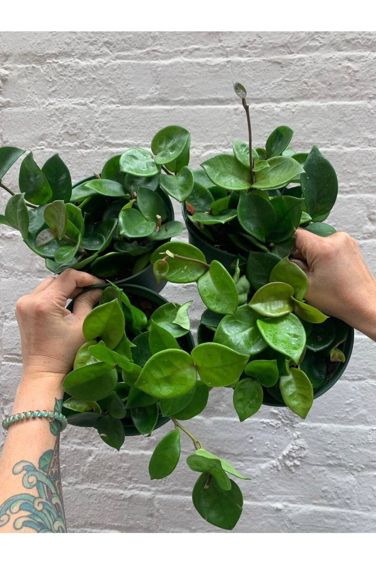 Mum Çiçeği Hoya Carnosa 8.5 Saksıda - Görsel 2