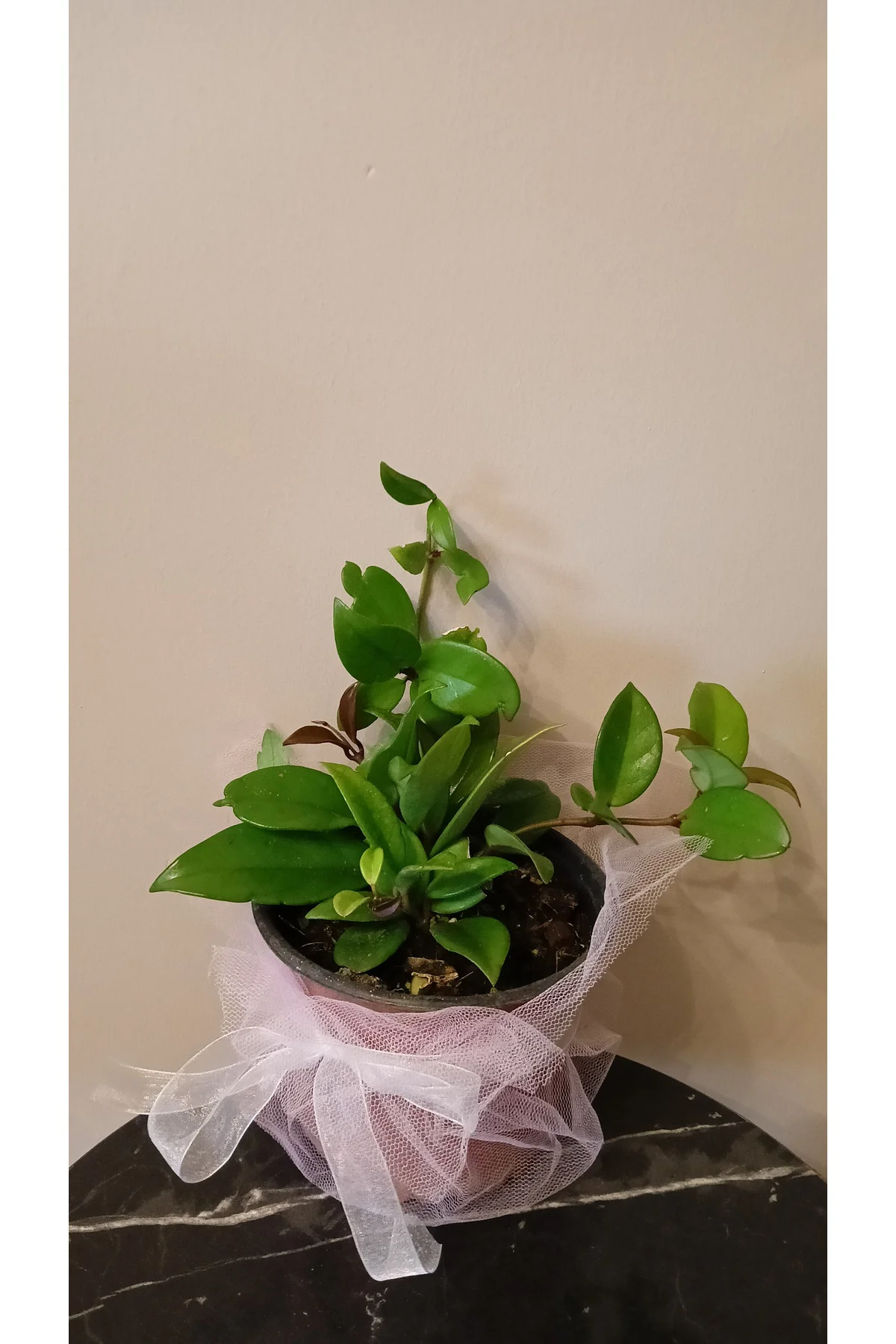 Mum Çiçeği Hoya Cornosa 25Cm Fidan Mum Çiçeği Hoya Cornosa 25Cm Fidan
