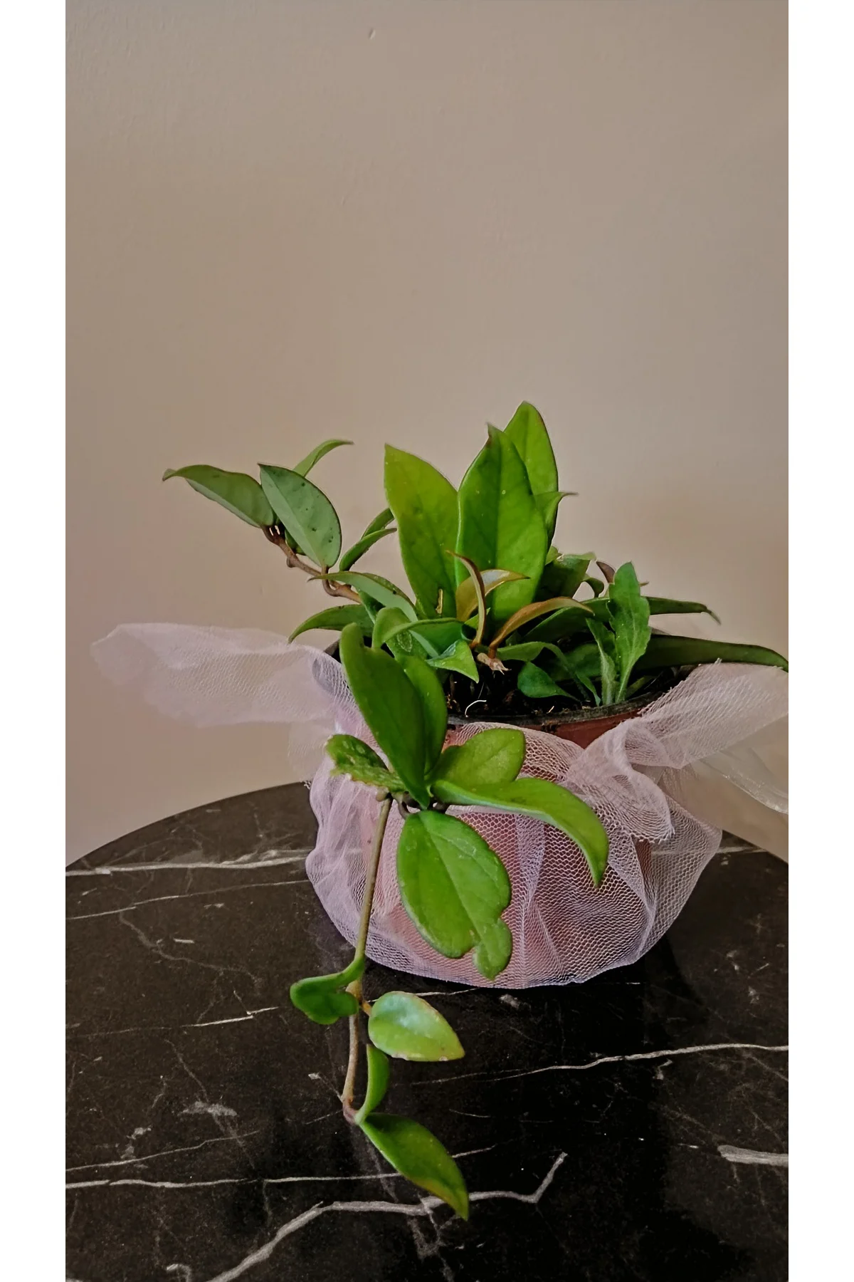 Mum Çiçeği Hoya Cornosa 25Cm Fidan Mum Çiçeği Hoya Cornosa 25Cm Fidan