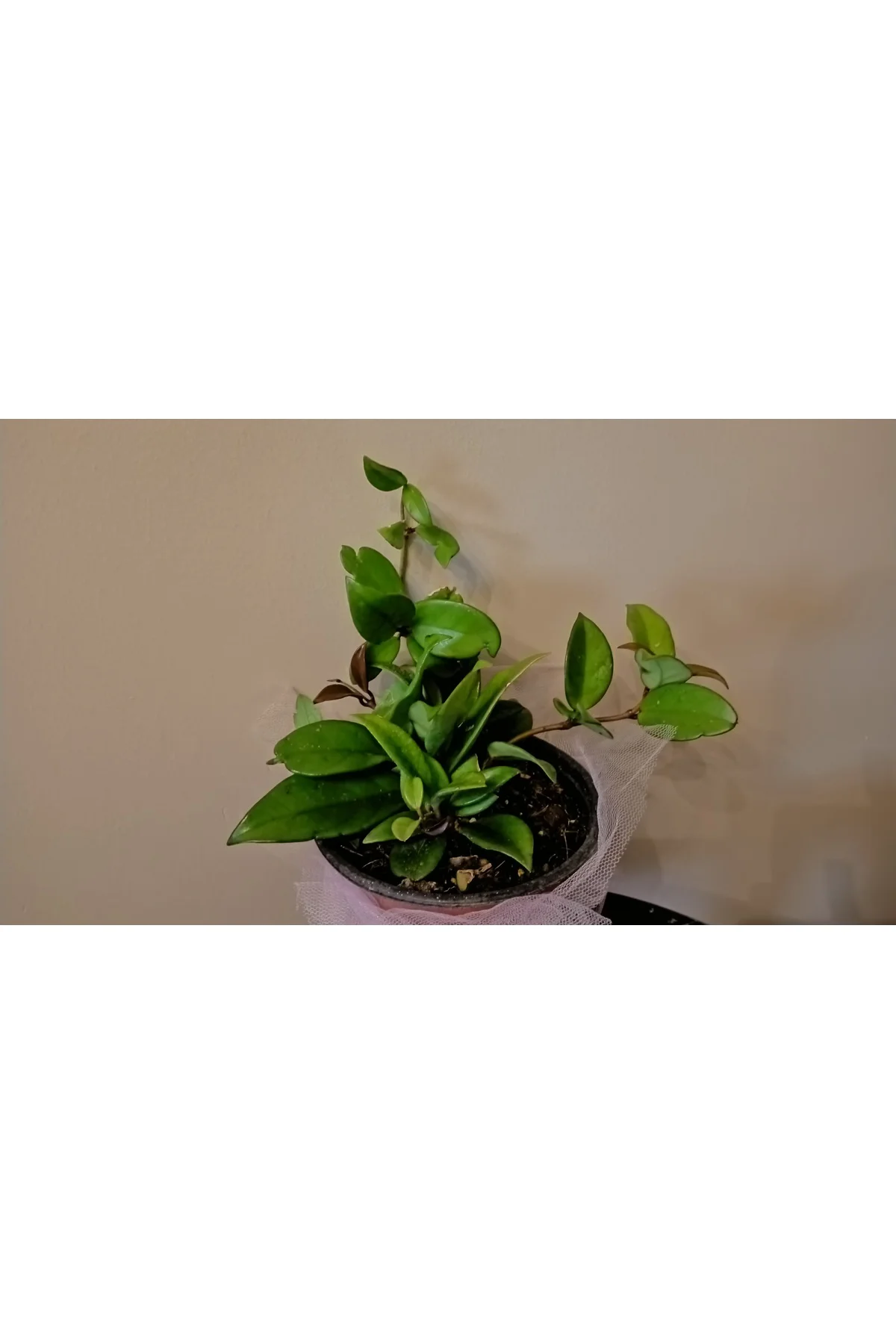 Mum Çiçeği Hoya Cornosa 25Cm Fidan Mum Çiçeği Hoya Cornosa 25Cm Fidan