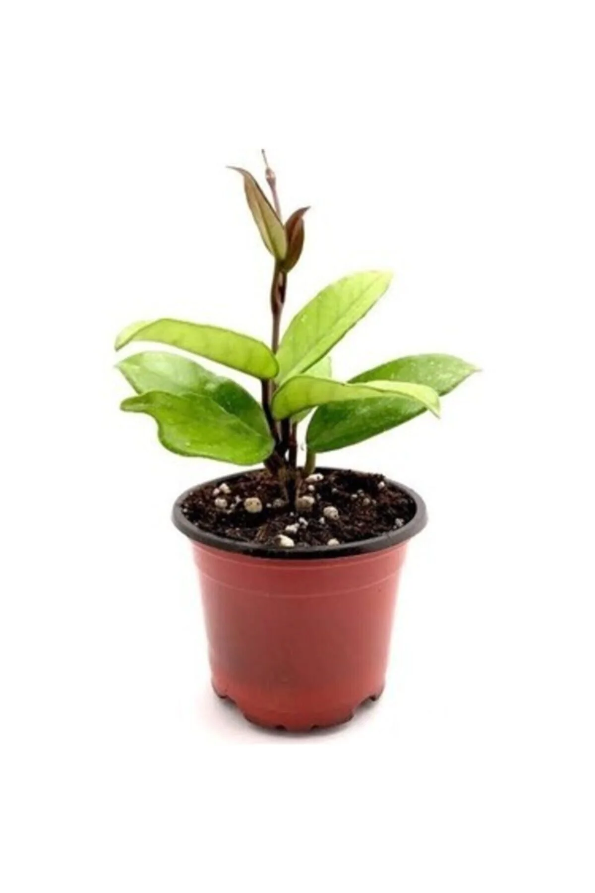 Mum Çiçeği Hoya /kırmızı 10-15cm Mum Çiçeği Hoya /kırmızı 10-15cm - Görsel 3