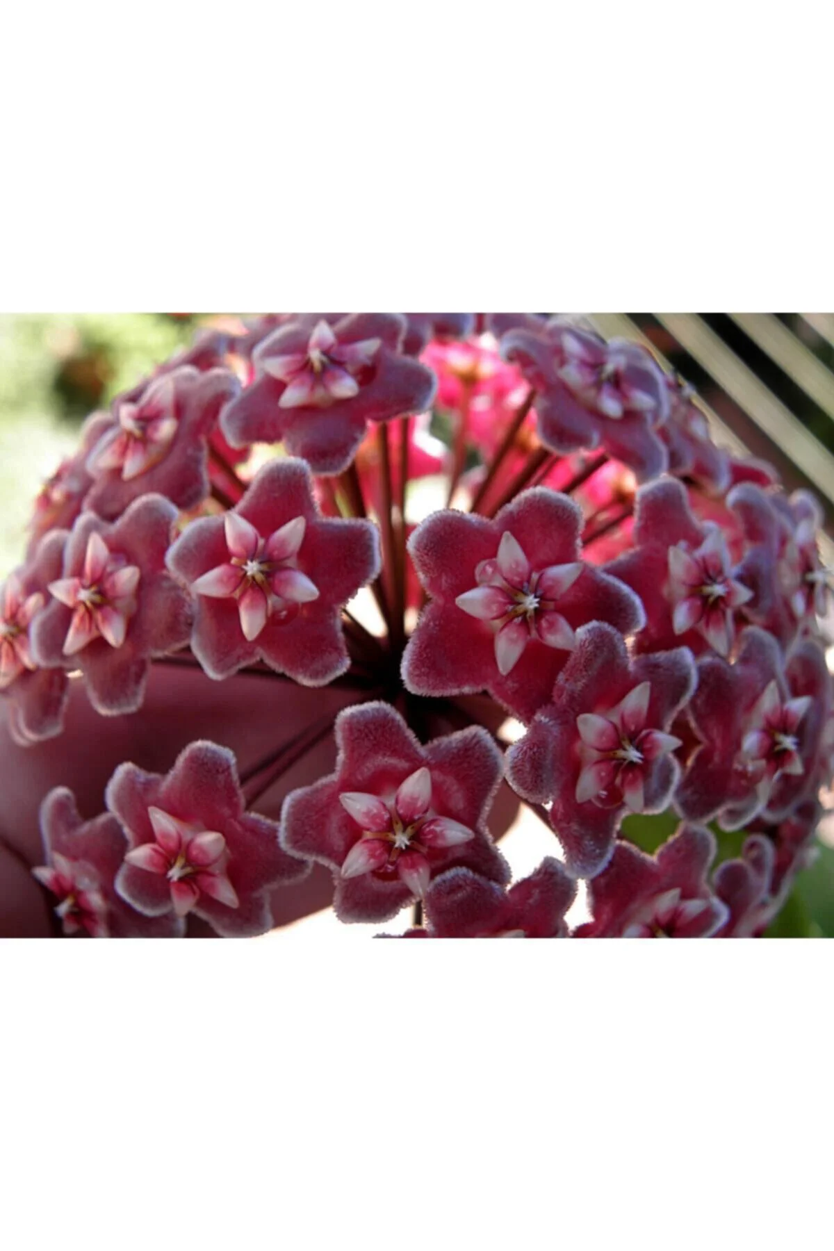 Mum Çiçeği Hoya /kırmızı 10-15cm Mum Çiçeği Hoya /kırmızı 10-15cm
