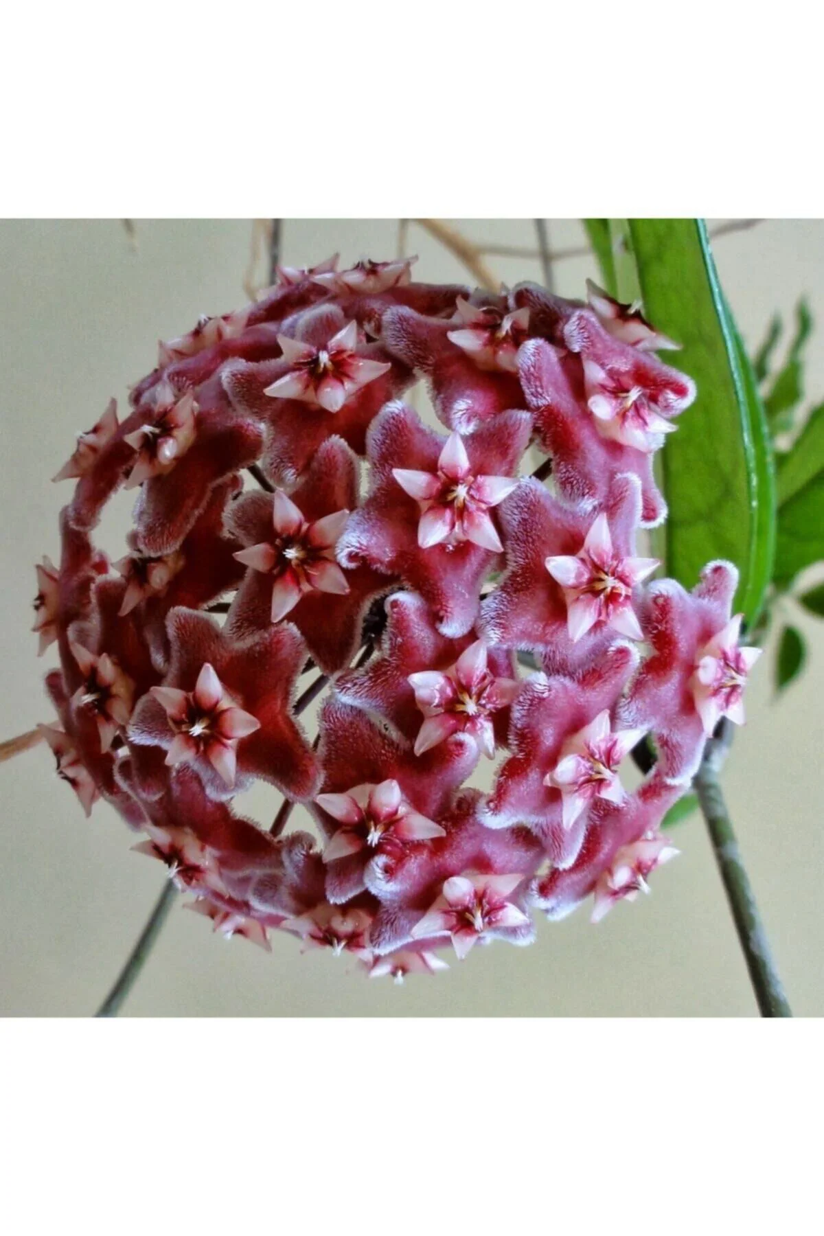 Mum Çiçeği Hoya /kırmızı 10-15cm Mum Çiçeği Hoya /kırmızı 10-15cm - Görsel 2