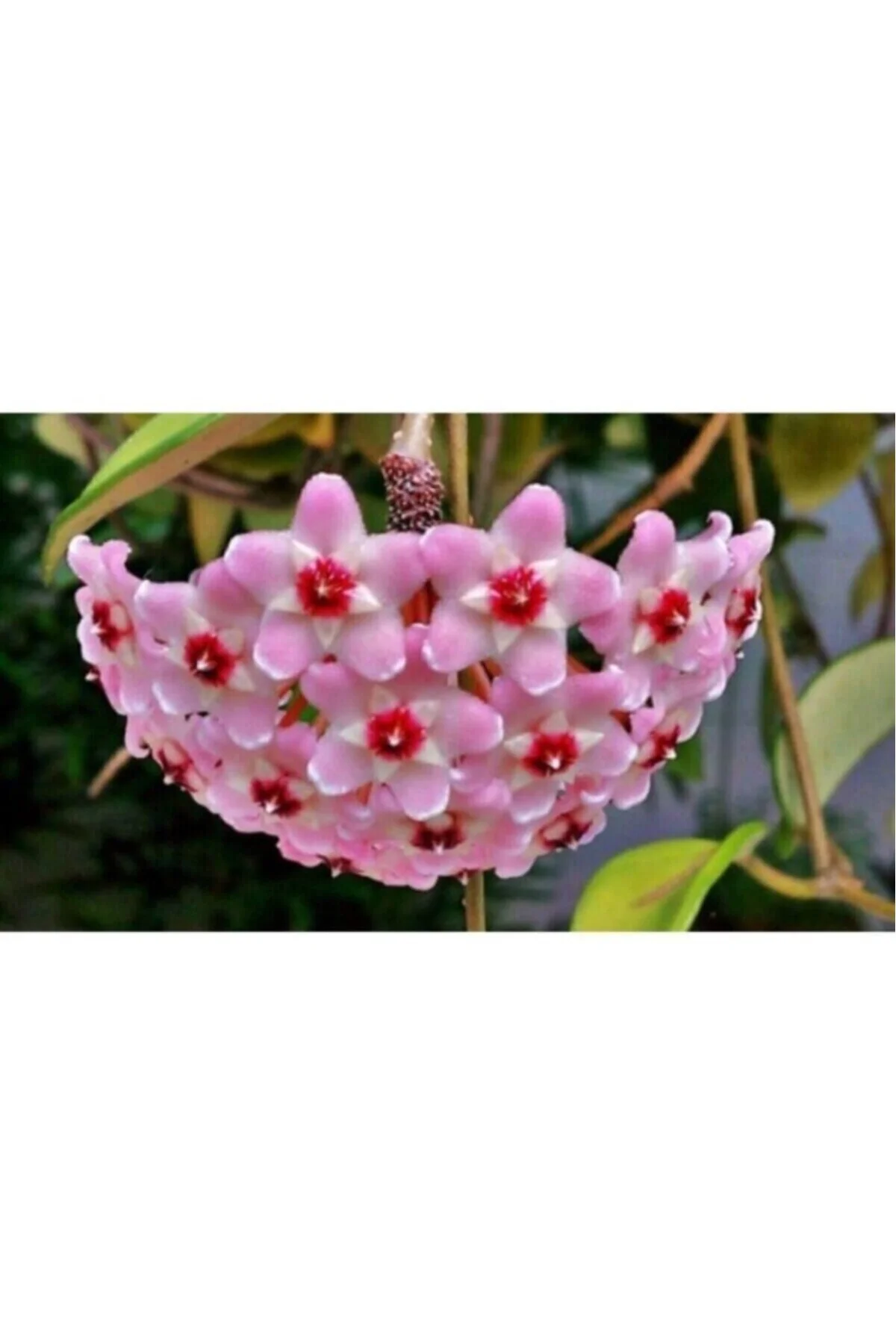 Mum Çiçeği Hoya / Pembe 10 -15cm