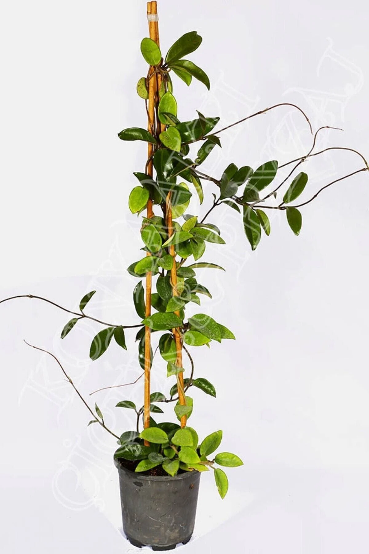 Mum Çiçeği Hoya / Sarı 10-15 cm Mum Çiçeği Hoya / Sarı 10-15 cm