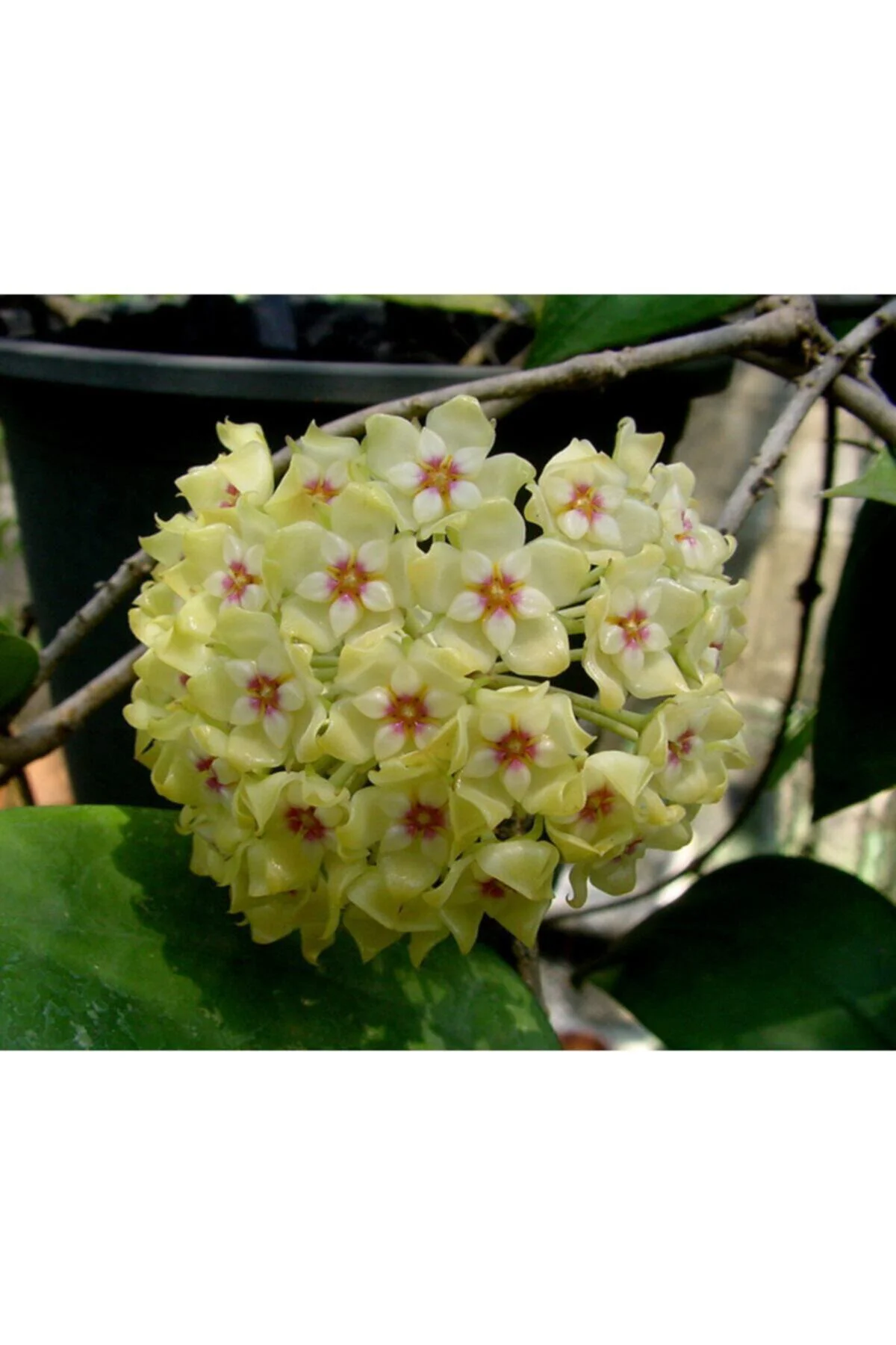 Mum Çiçeği Hoya / Sarı 10-15 cm Mum Çiçeği Hoya / Sarı 10-15 cm