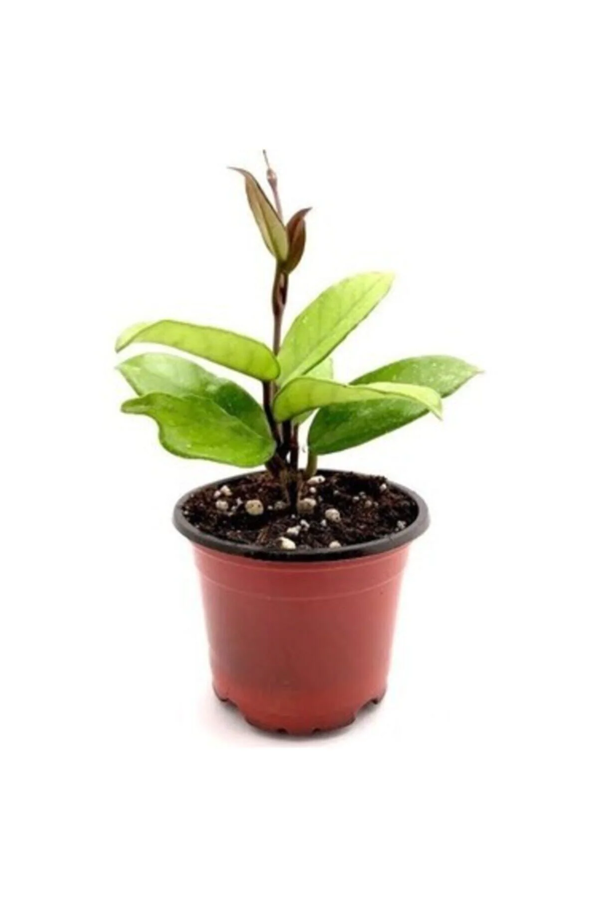 Mum Çiçeği Hoya / Sarı 10-15 cm Mum Çiçeği Hoya / Sarı 10-15 cm