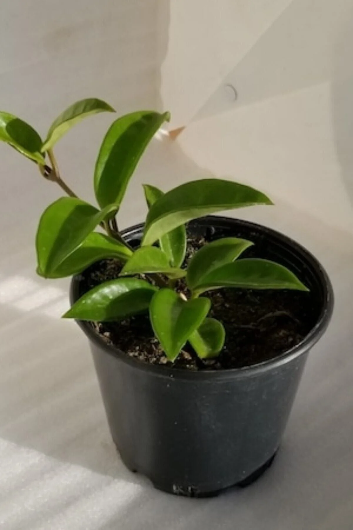 Mum Çiçeği Mavi Renk 10-15cm Ev Salon Bitkisi