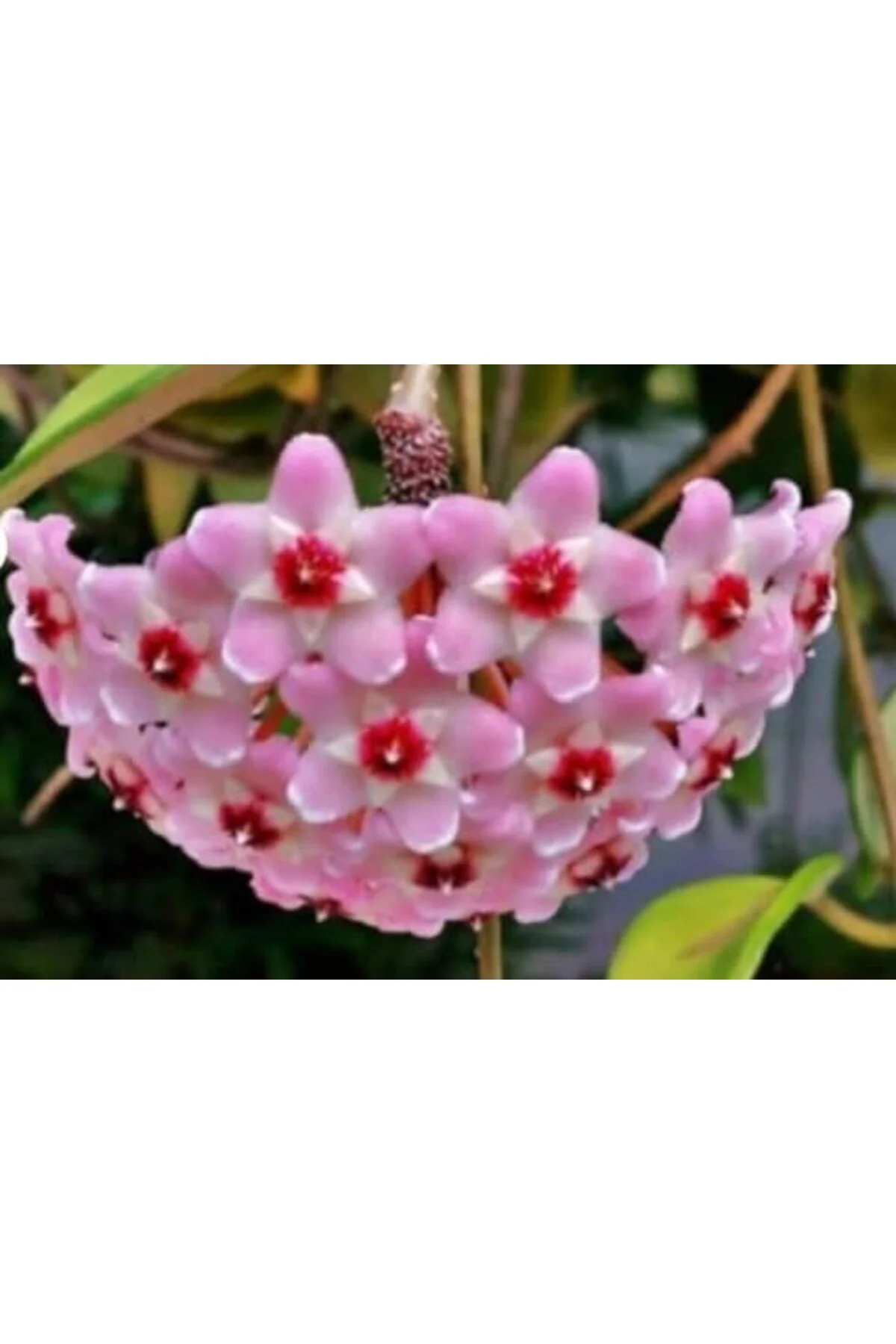 Mum Çiçeği Pembe Ev Salon Bitkisi Fidanı, 10-15 cm Mum Çiçeği Pembe Ev Salon Bitkisi Fidanı, 10-15 cm