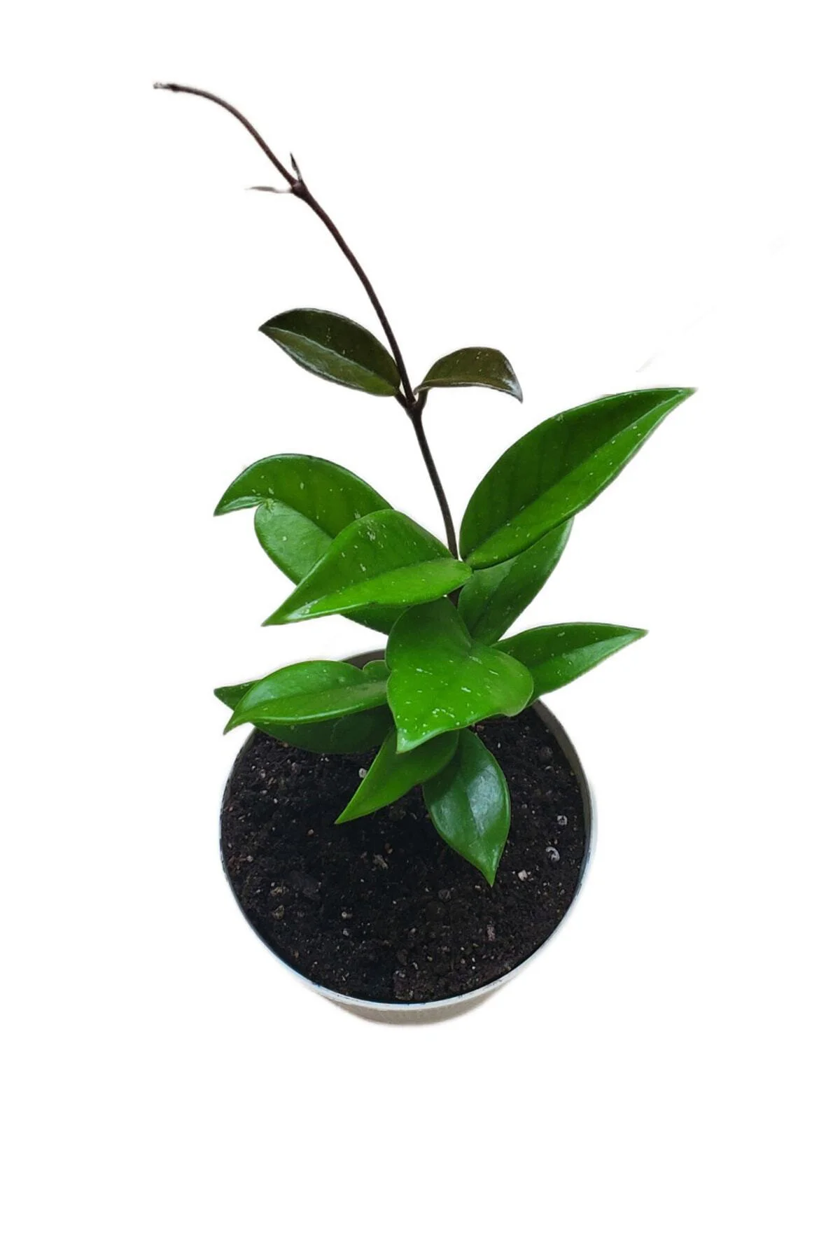 Mum Çiçeği Saksıda (siyah) Renk Kokulu Hoya Carnosa Fide Black Ev Ofis Salon Bitkisi. Mum Çiçeği Saksıda (siyah) Renk Kokulu Hoya Carnosa Fide Black Ev Ofis Salon Bitkisi.