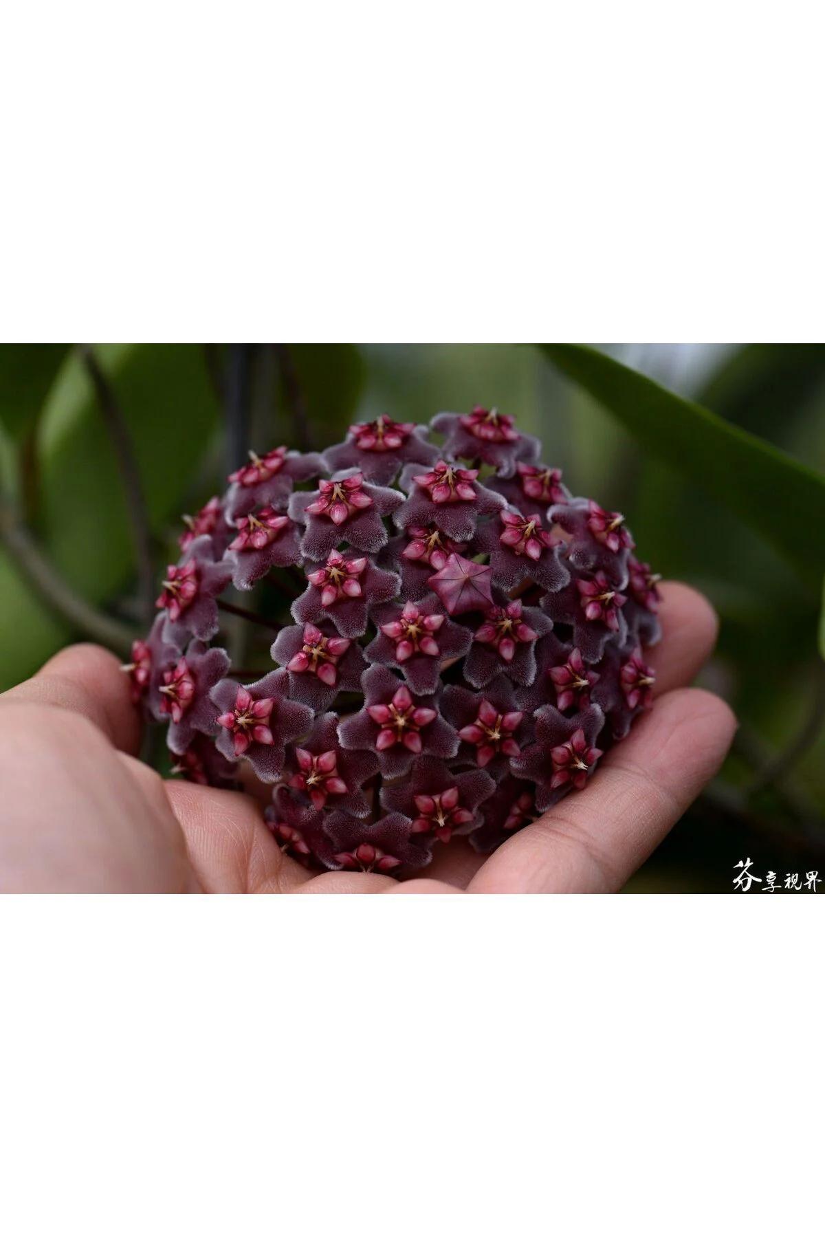 Mum Çiçeği Saksıda (siyah) Renk Kokulu Hoya Carnosa Fide Black Ev Ofis Salon Bitkisi. Mum Çiçeği Saksıda (siyah) Renk Kokulu Hoya Carnosa Fide Black Ev Ofis Salon Bitkisi.