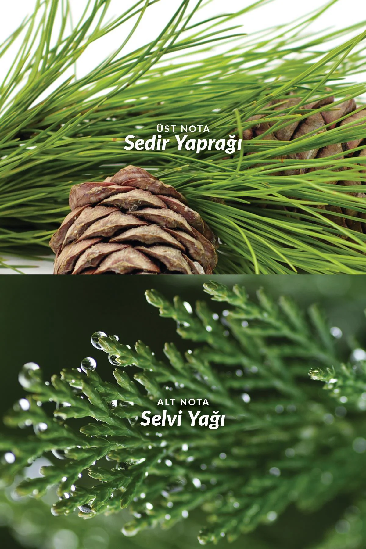 Musk Metropolitano Erkek Parfüm Edt 75 Ml. Musk Metropolitano Erkek Parfüm Edt 75 Ml.