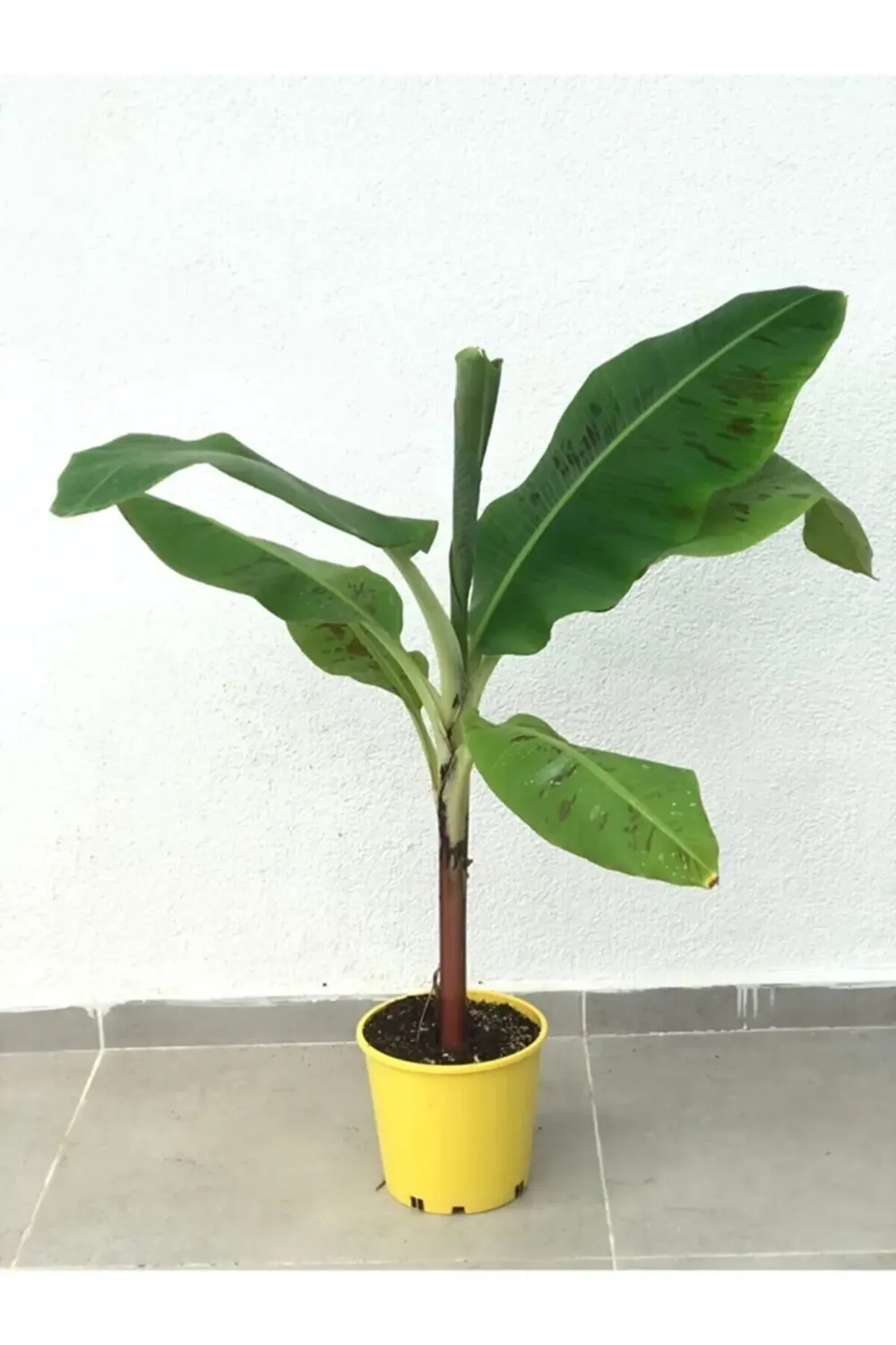 Muz Ağacı Bitkisi 90-100 Cm