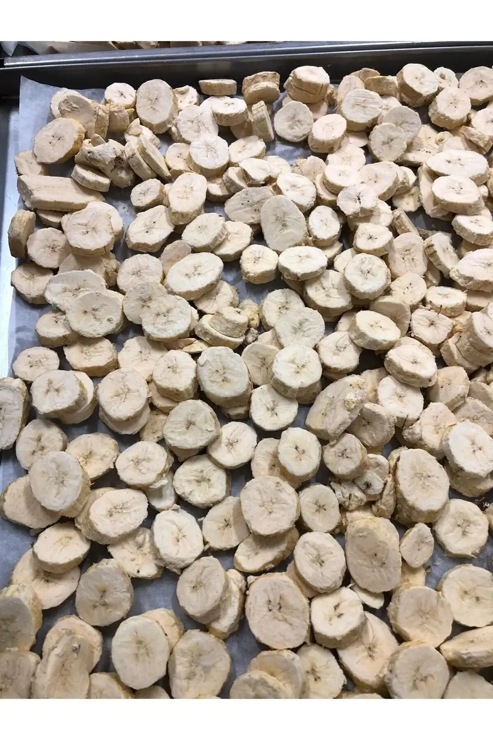 Muz Kıtırı - Freeze Dried - Üretici Firmadan Dondurularak Kurutul