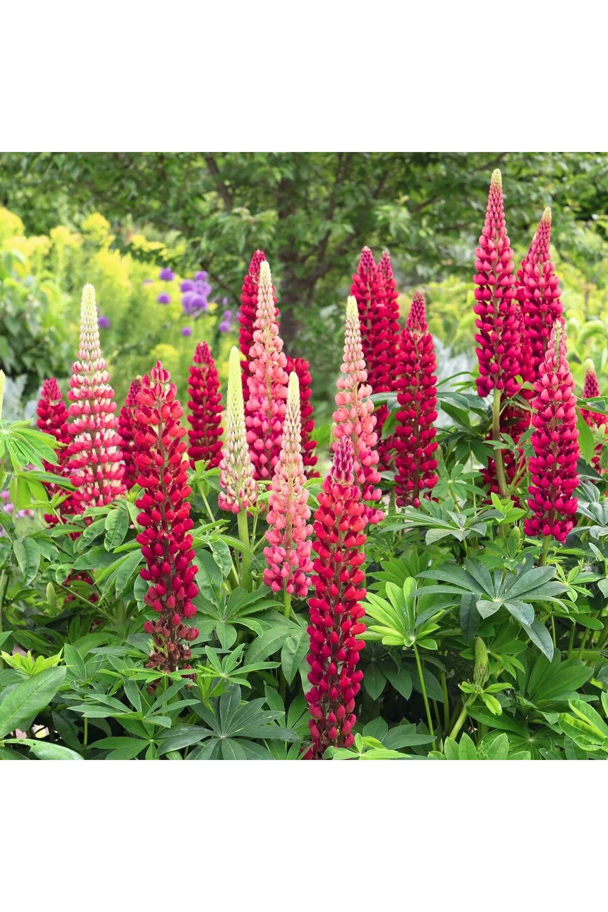 My Castle lupin tohumu acı bakla çiçeği lupinus russel My Castle lupin tohumu acı bakla çiçeği lupinus russel