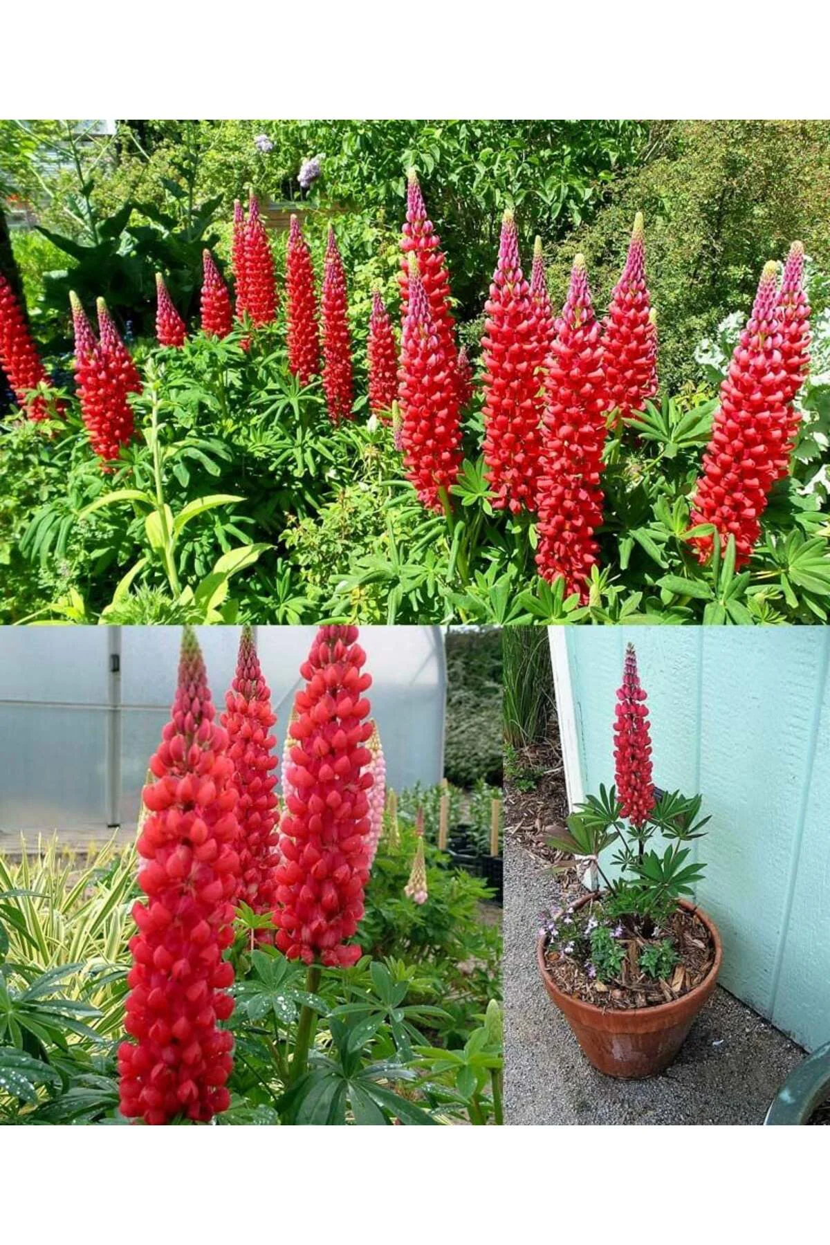My Castle lupin tohumu acı bakla çiçeği lupinus russel My Castle lupin tohumu acı bakla çiçeği lupinus russel