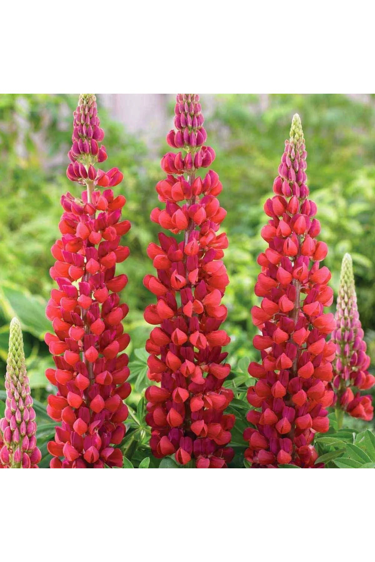 My Castle lupin tohumu acı bakla çiçeği lupinus russel My Castle lupin tohumu acı bakla çiçeği lupinus russel