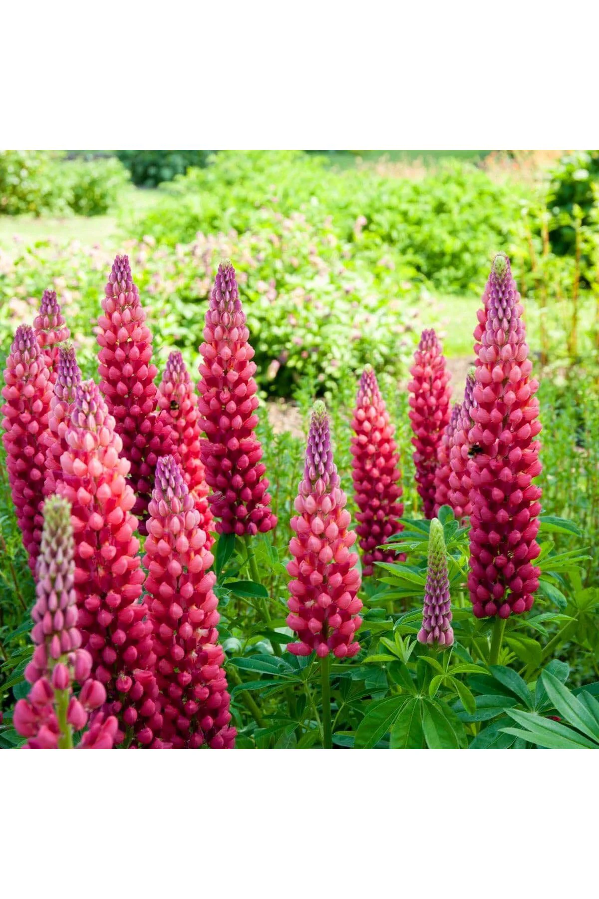 My Castle lupin tohumu acı bakla çiçeği lupinus russel My Castle lupin tohumu acı bakla çiçeği lupinus russel