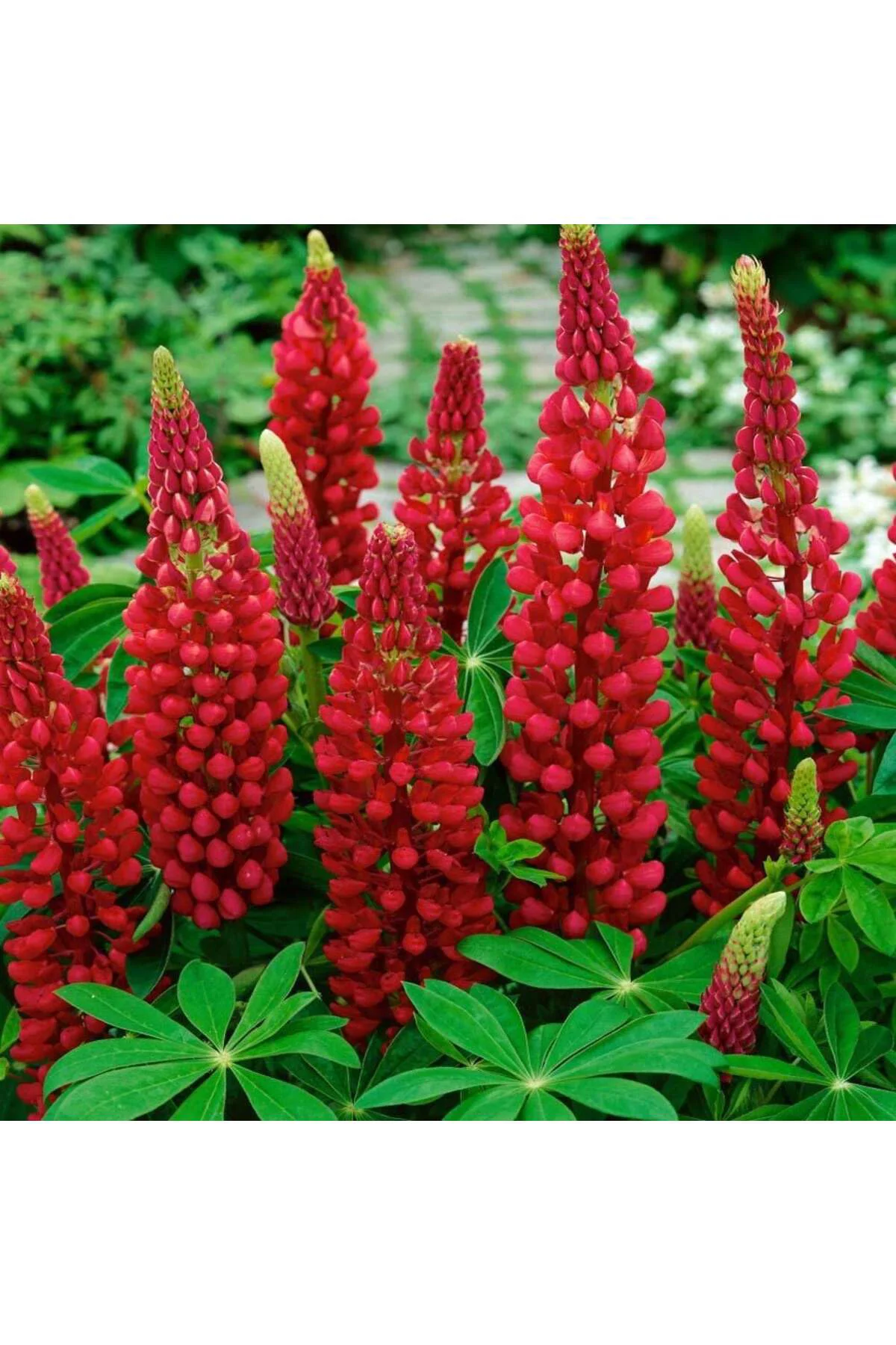 My Castle lupin tohumu acı bakla çiçeği lupinus russel My Castle lupin tohumu acı bakla çiçeği lupinus russel
