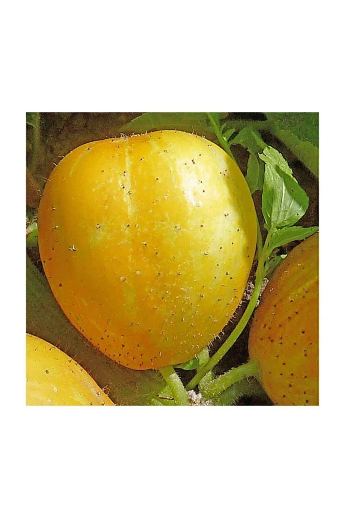 Nadir İthal Limon Salatalık Tohumu 5 Adet Tohum Sarı Salatalık Lemon Cucumber Fiyatı, Yorumları ve Özellikleri