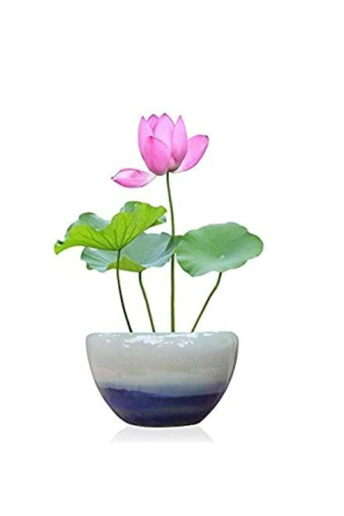 Nadir Ithal Lotus Tohumu 20 Tohum Lotus Çiçeği Tohumu Nilüfer Tohumu Su Zambağı Tohumu Zambak Tohumu