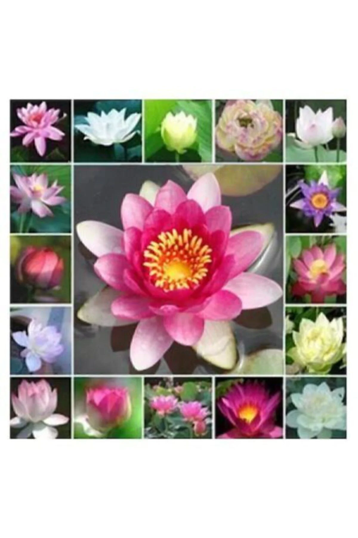 Nadir Ithal Lotus Tohumu 20 Tohum Lotus Çiçeği Tohumu Nilüfer Tohumu Su Zambağı Tohumu Zambak Tohumu